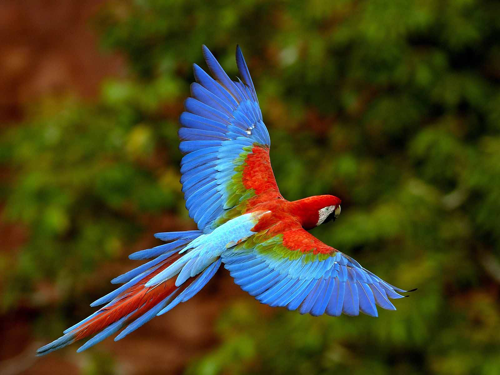 beautiful parrots pics dowload