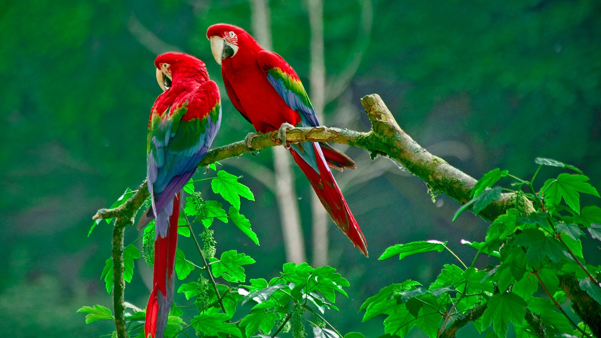beautiful parrots pics