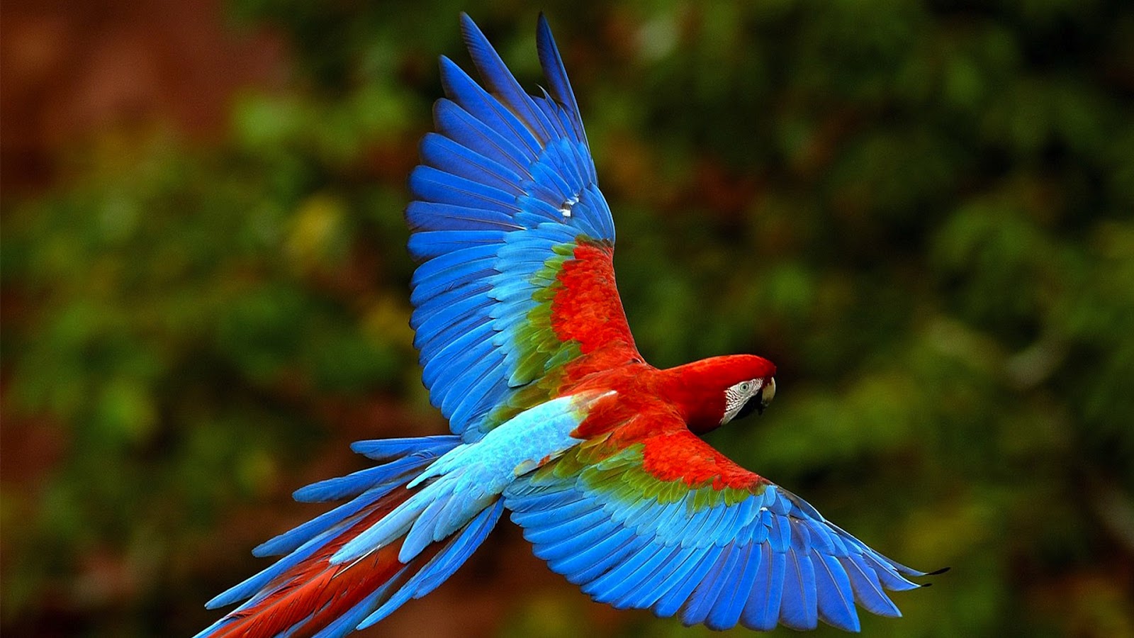 best parrot pics