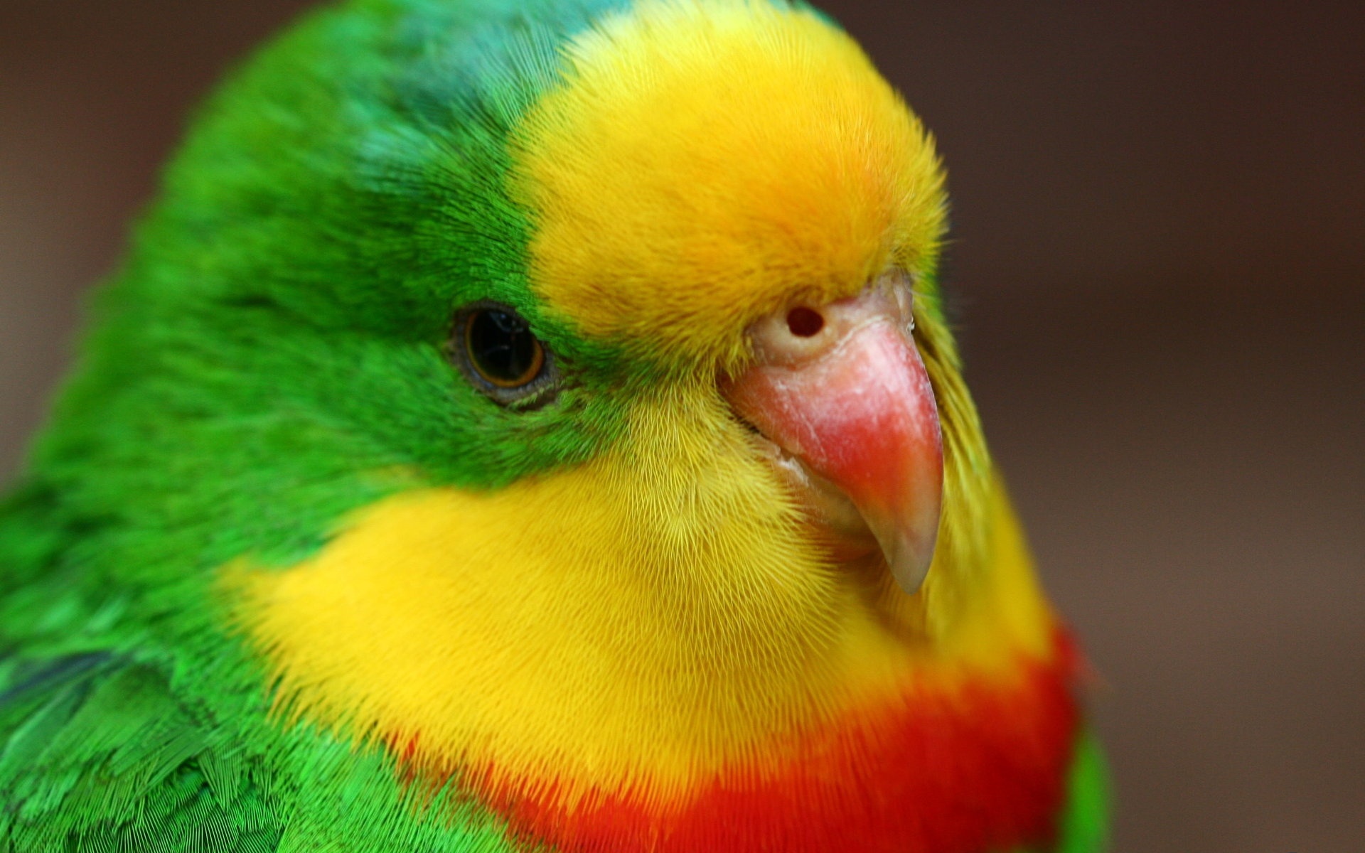 bird parrot pics