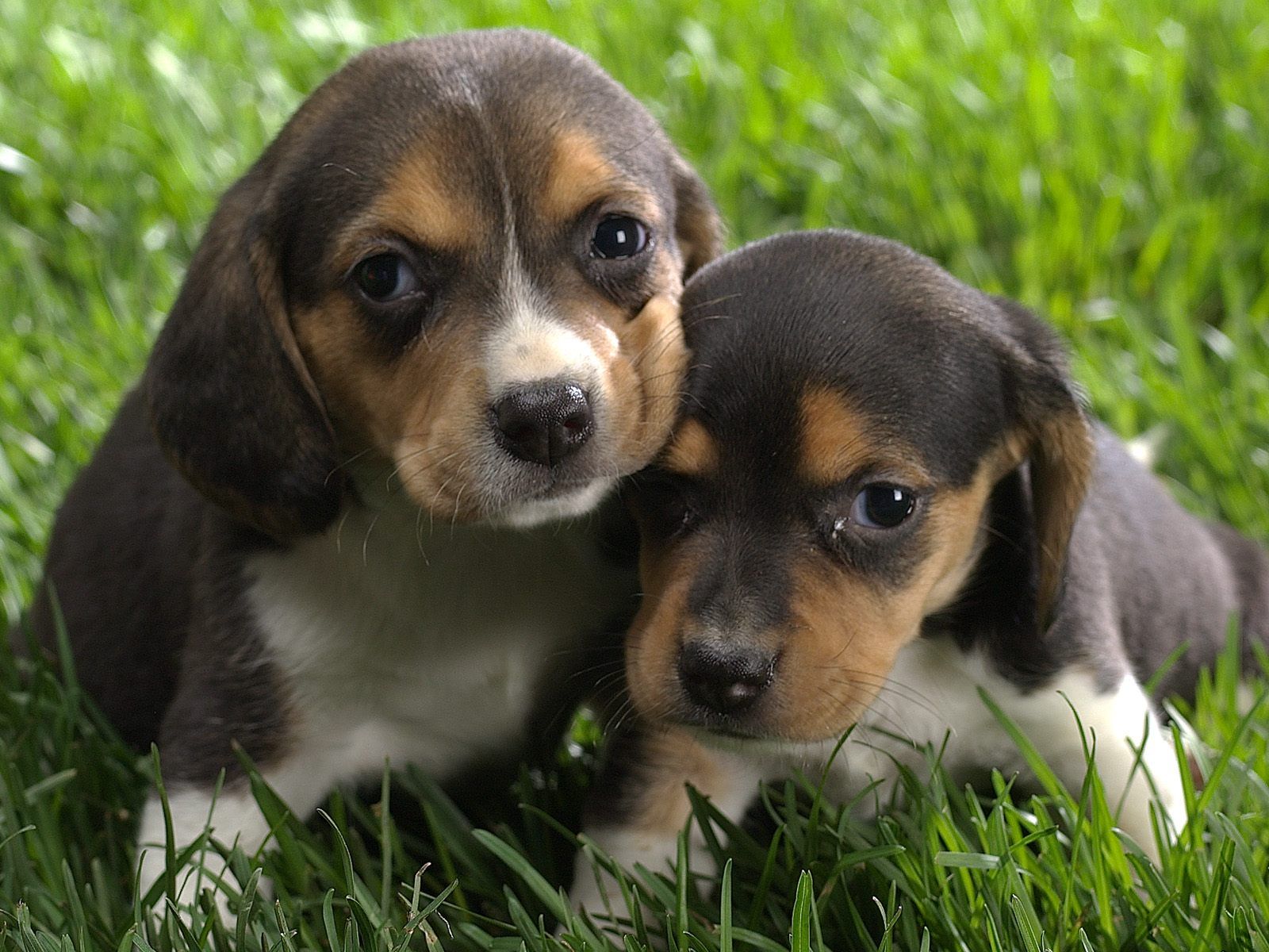 colorful bird beagle puppies pictures