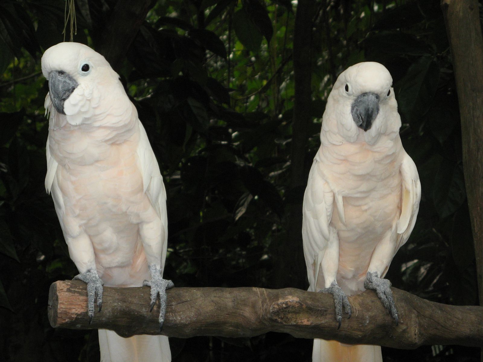colorful bird images of white parrots