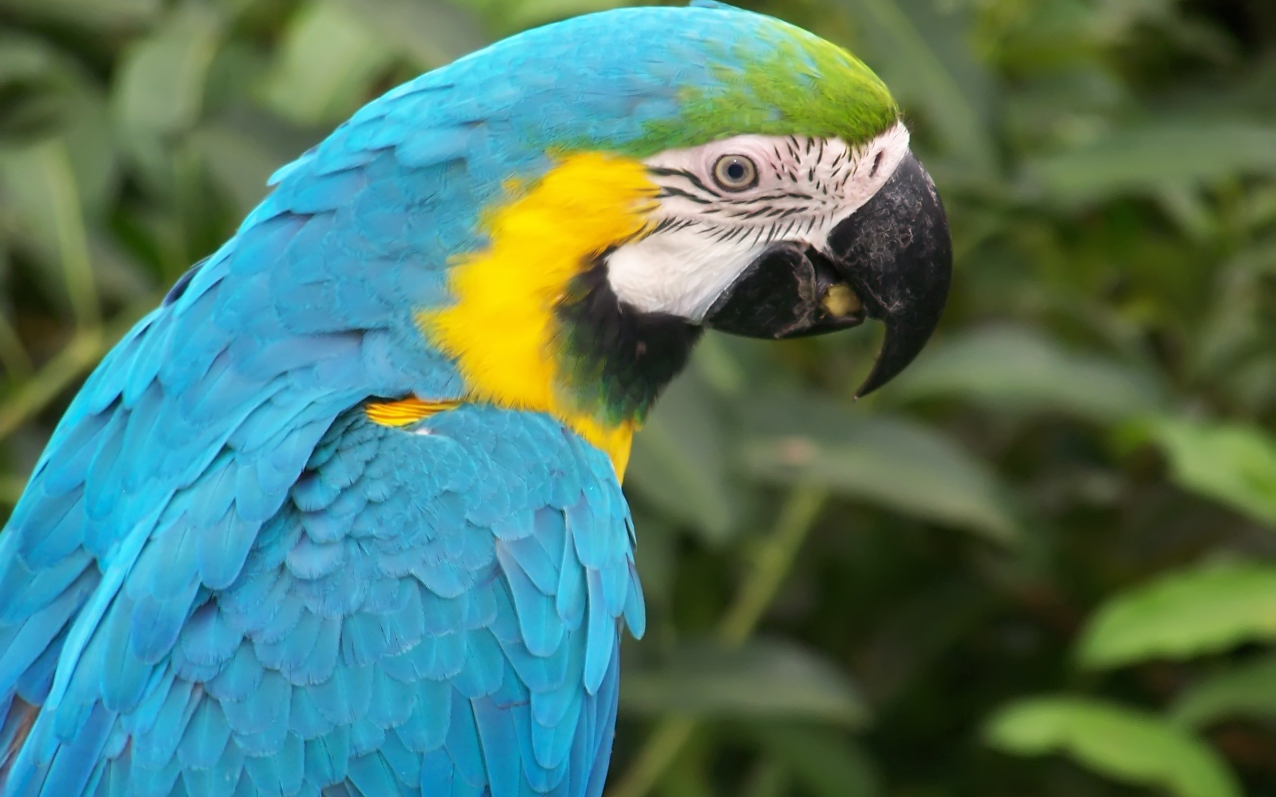 colorful bird images parrot bird dowload