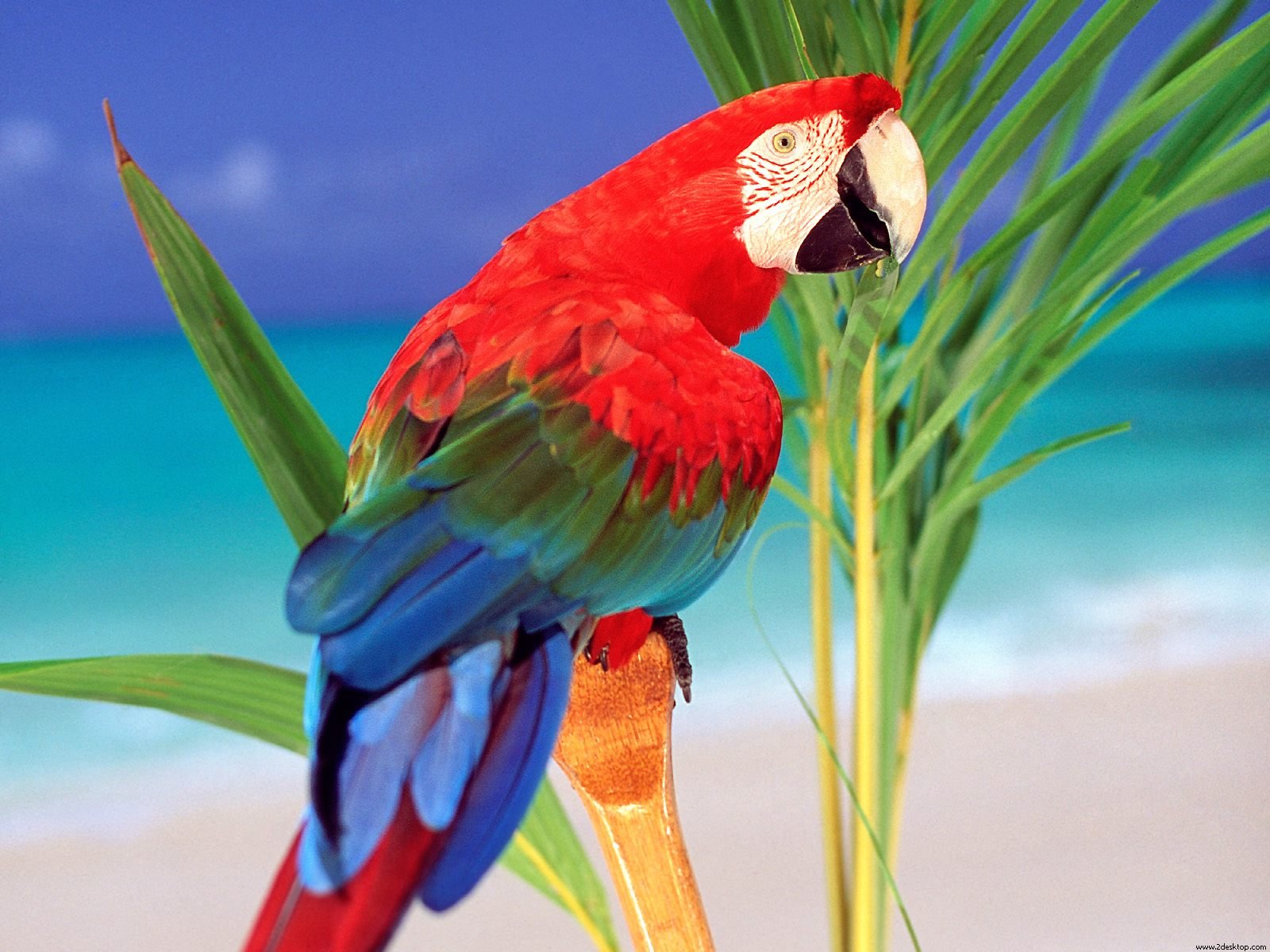 colorful bird parrot facts and pics dowload