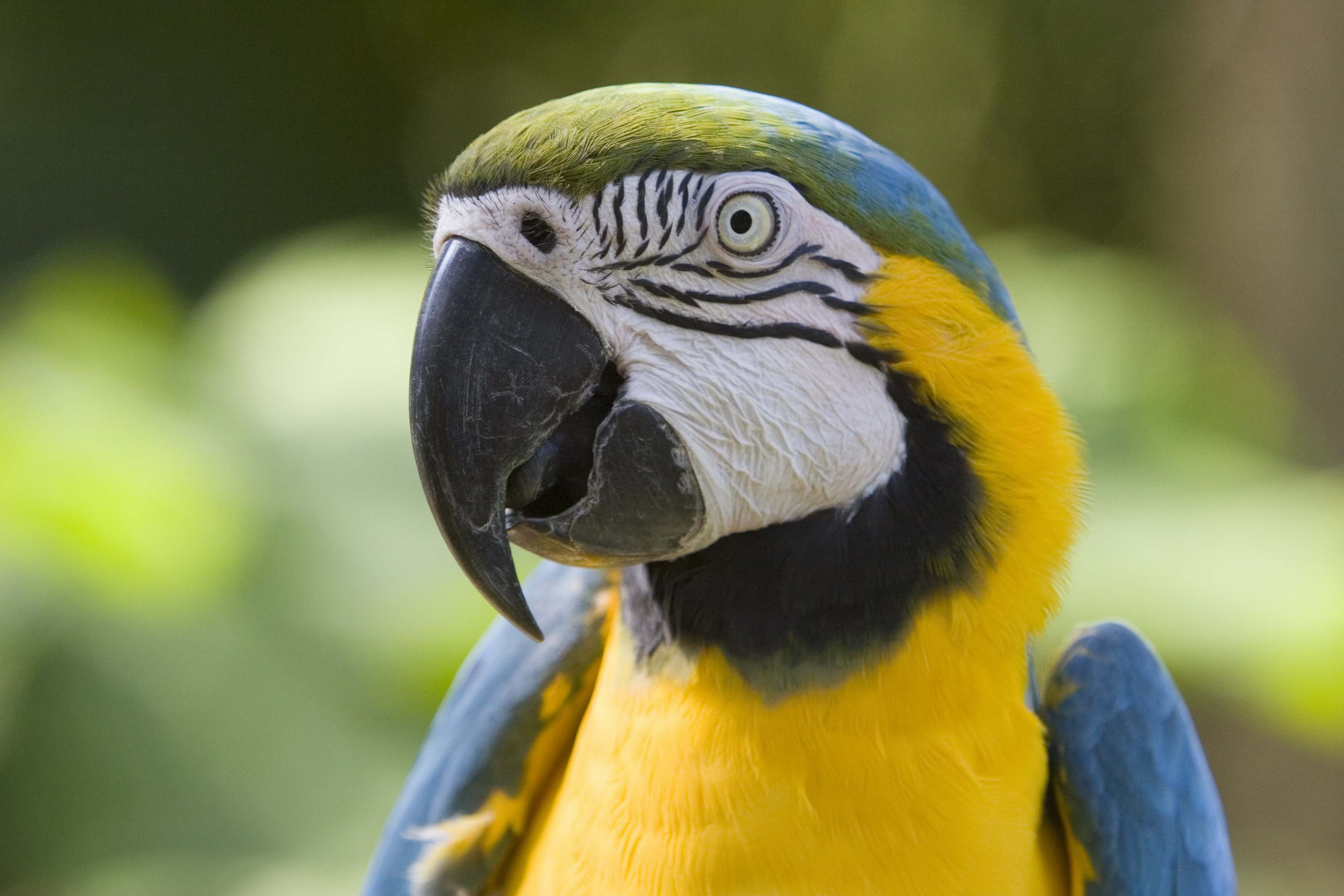 colorful bird parrot facts and pics