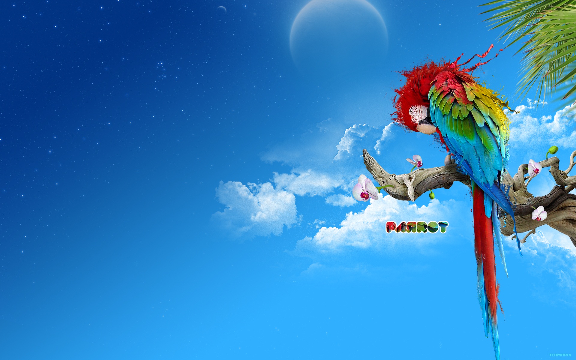 colorful bird parrot full hd pics
