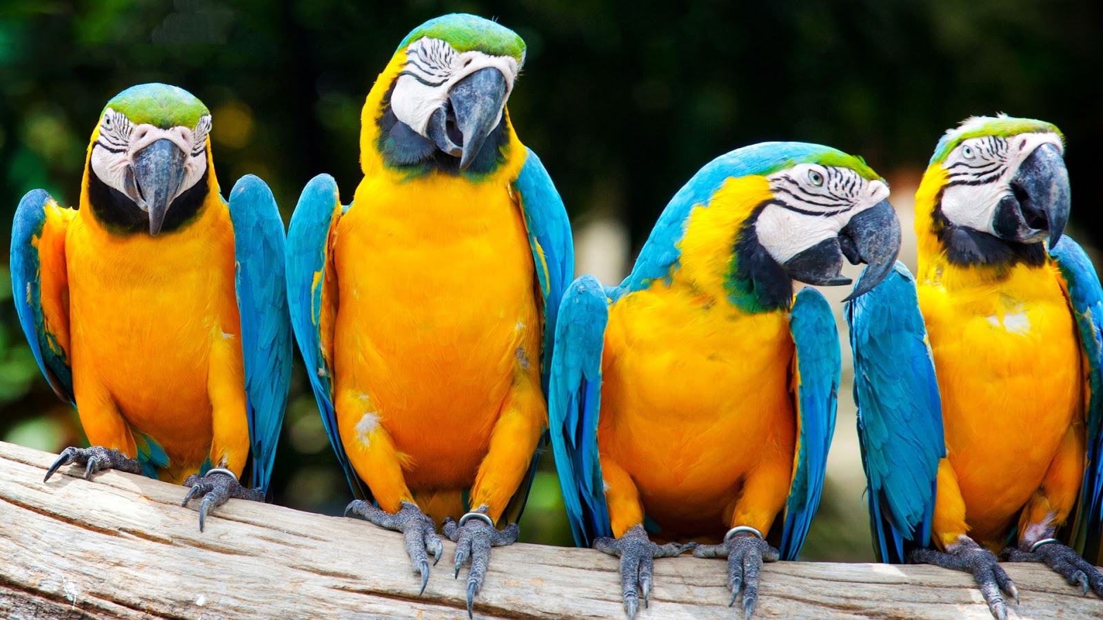 colorful bird parrot hd pics