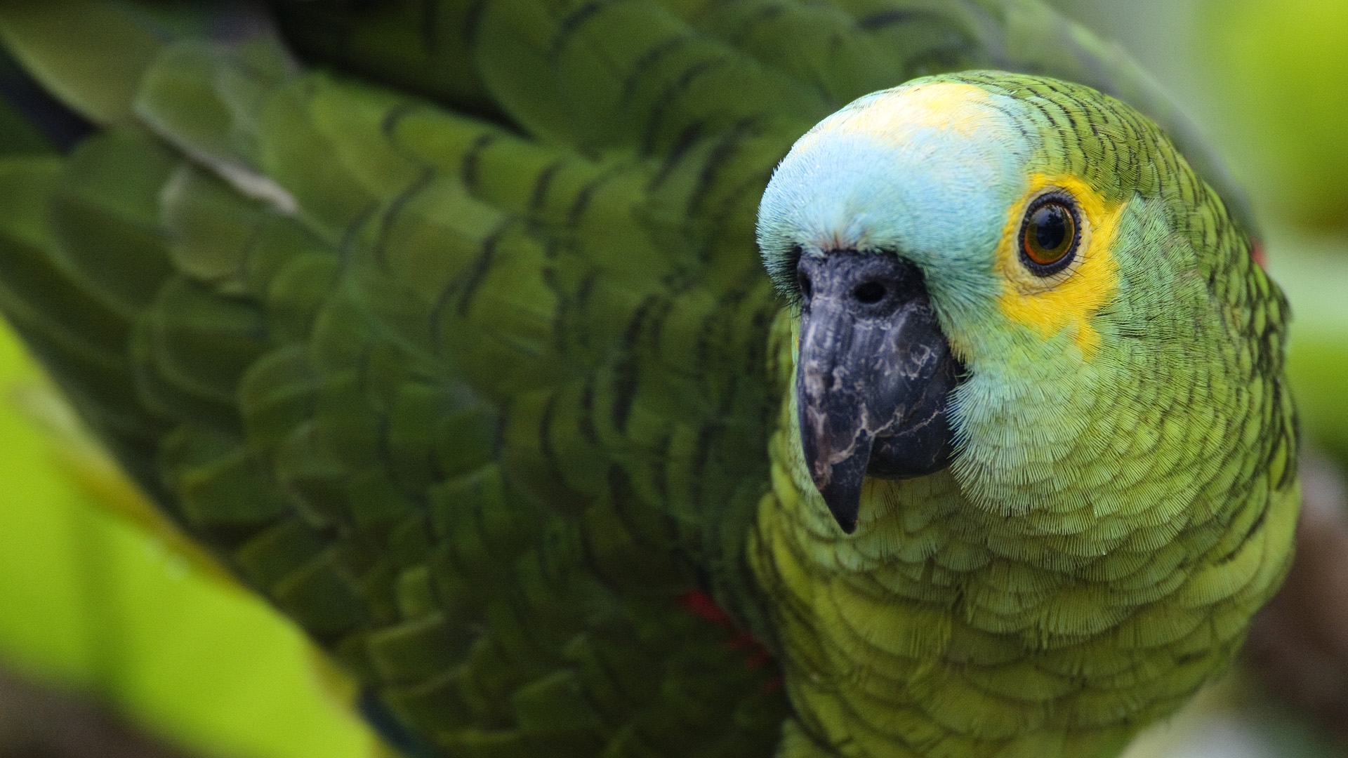 colorful bird parrot hd pictures dowload