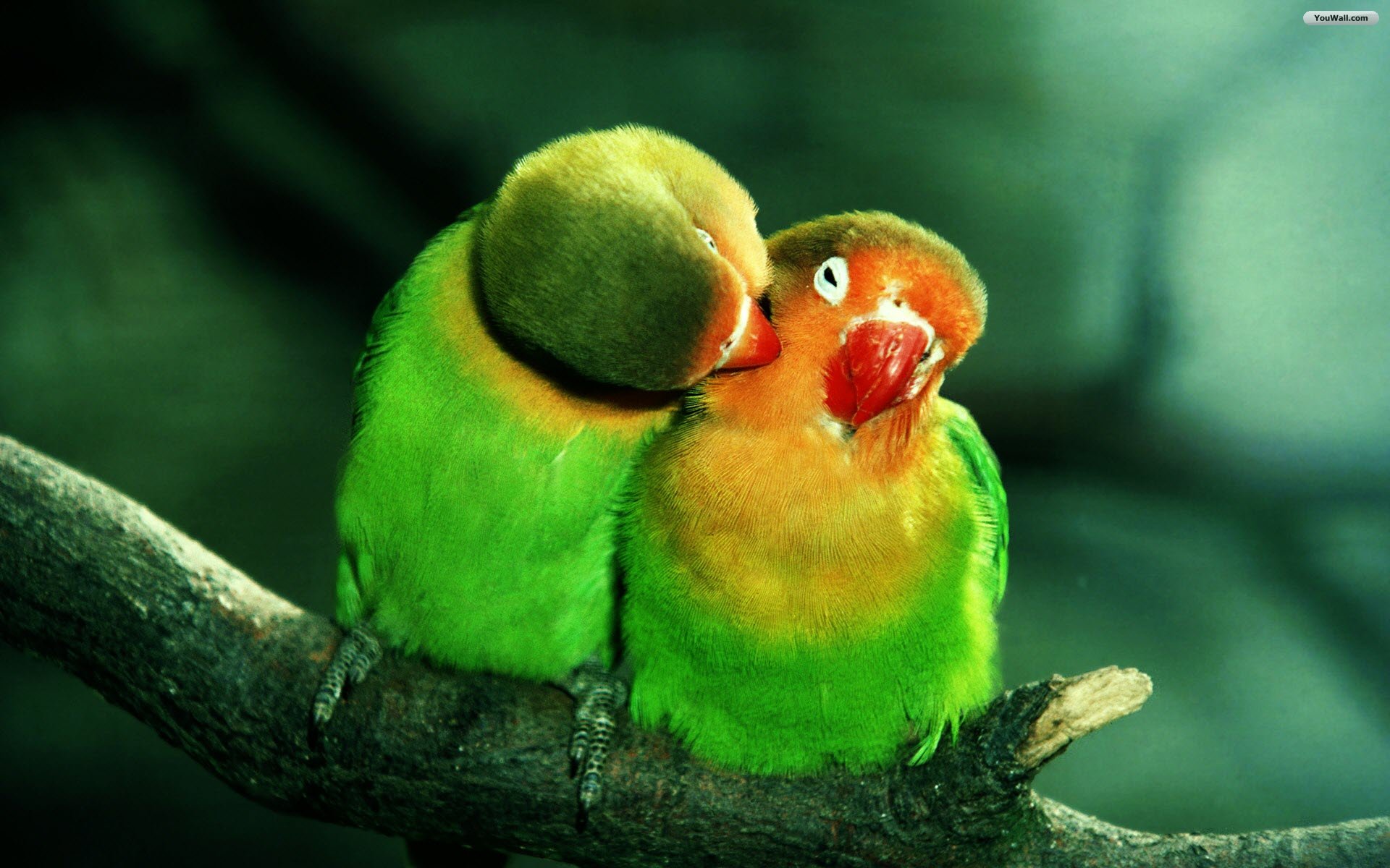 colorful bird parrot images for kids wallpaper