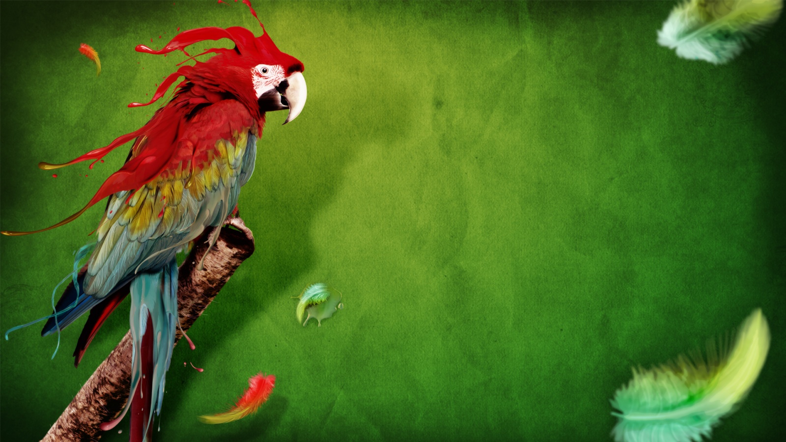 colorful bird parrot images free