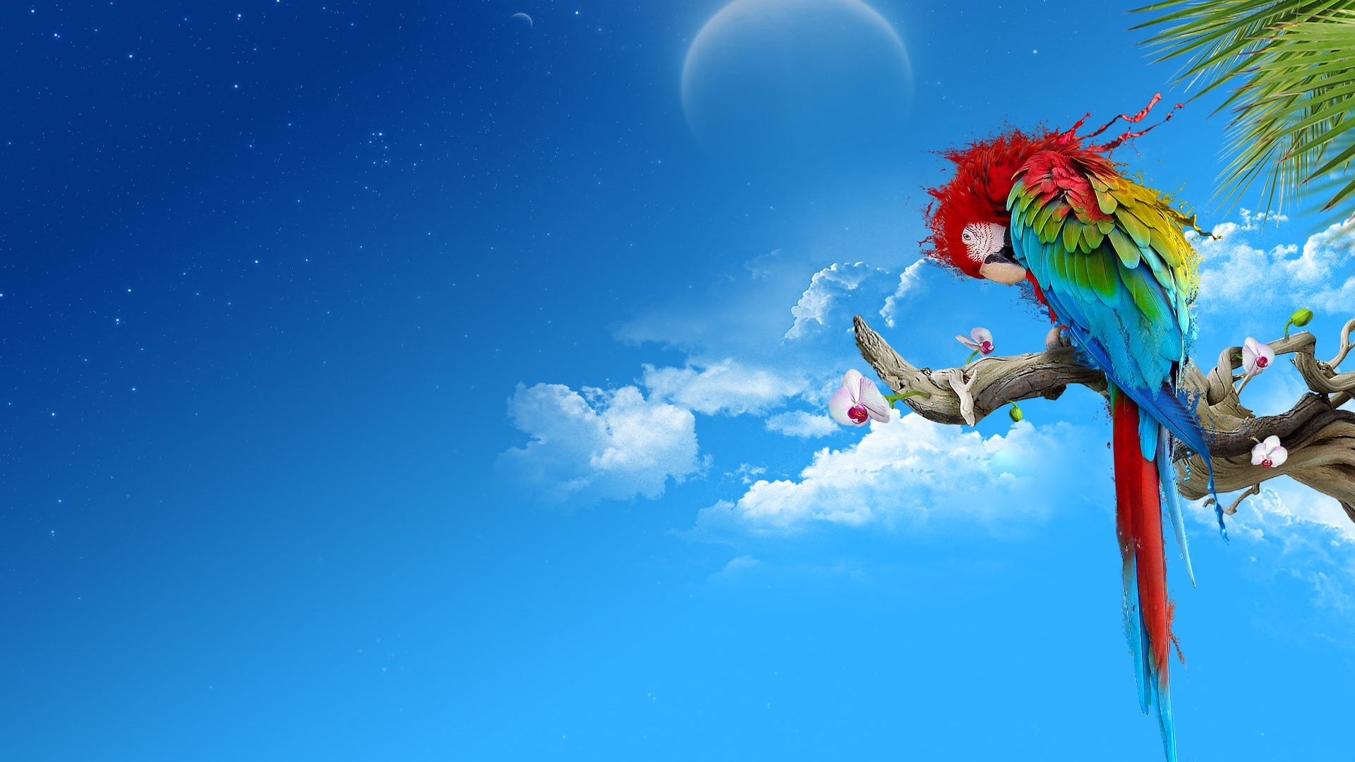 colorful bird parrot images to colour dowload