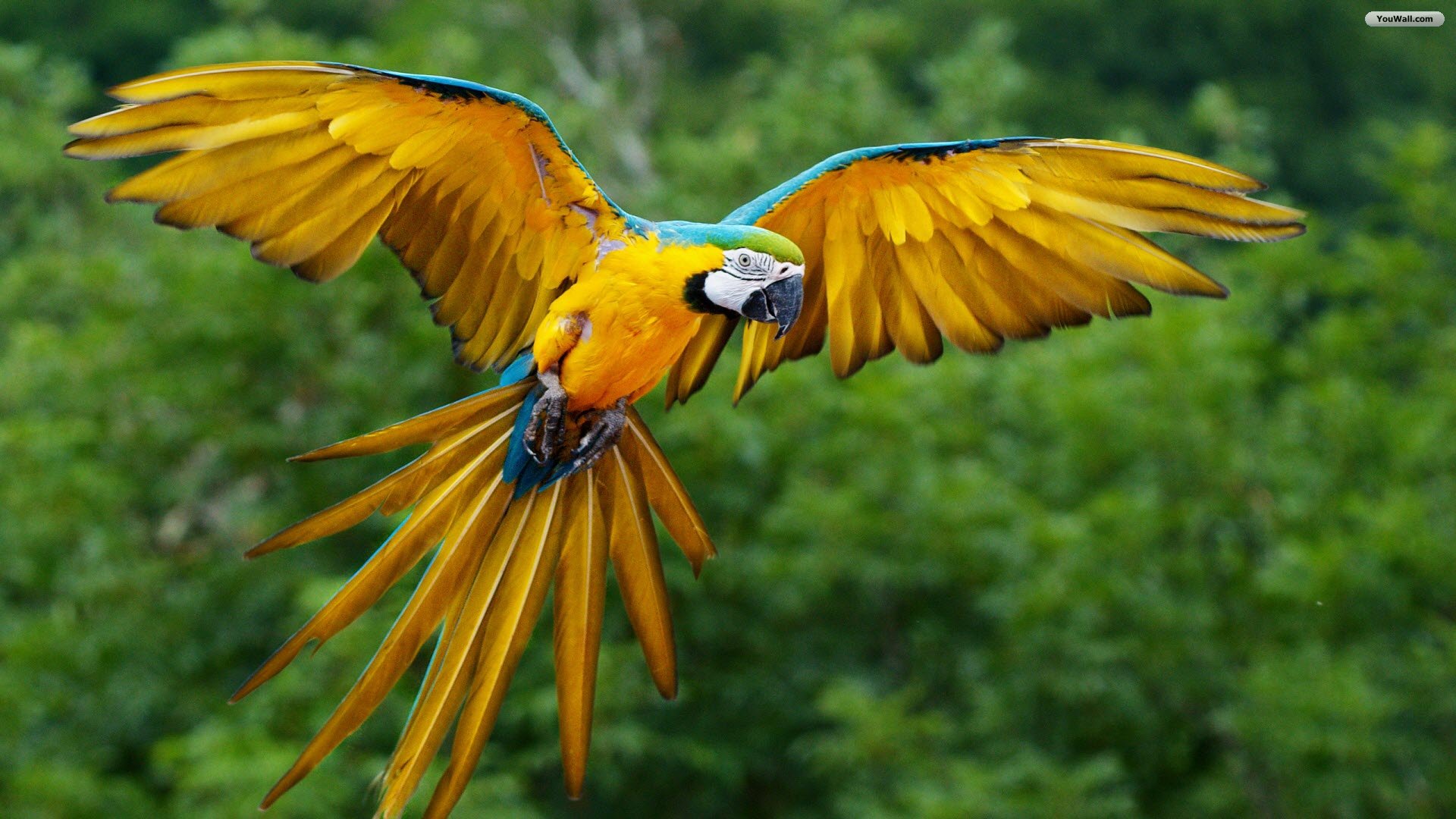 colorful bird parrot images wallpaper