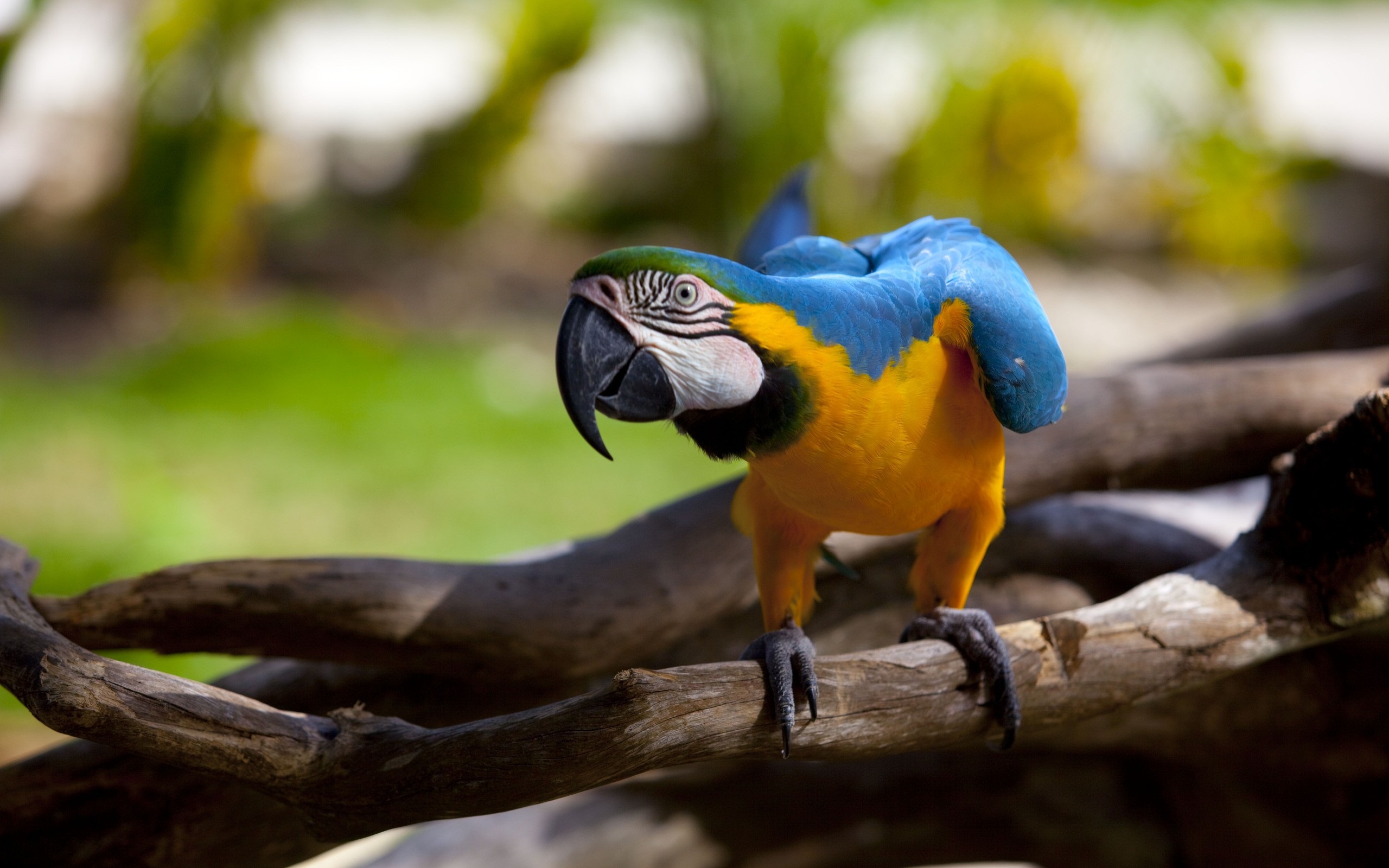 colorful bird parrot kinds pics