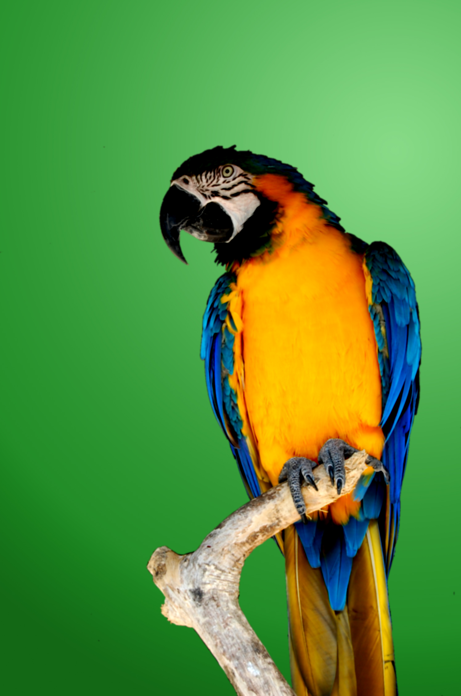 colorful parrot pics wcolorfulpaper