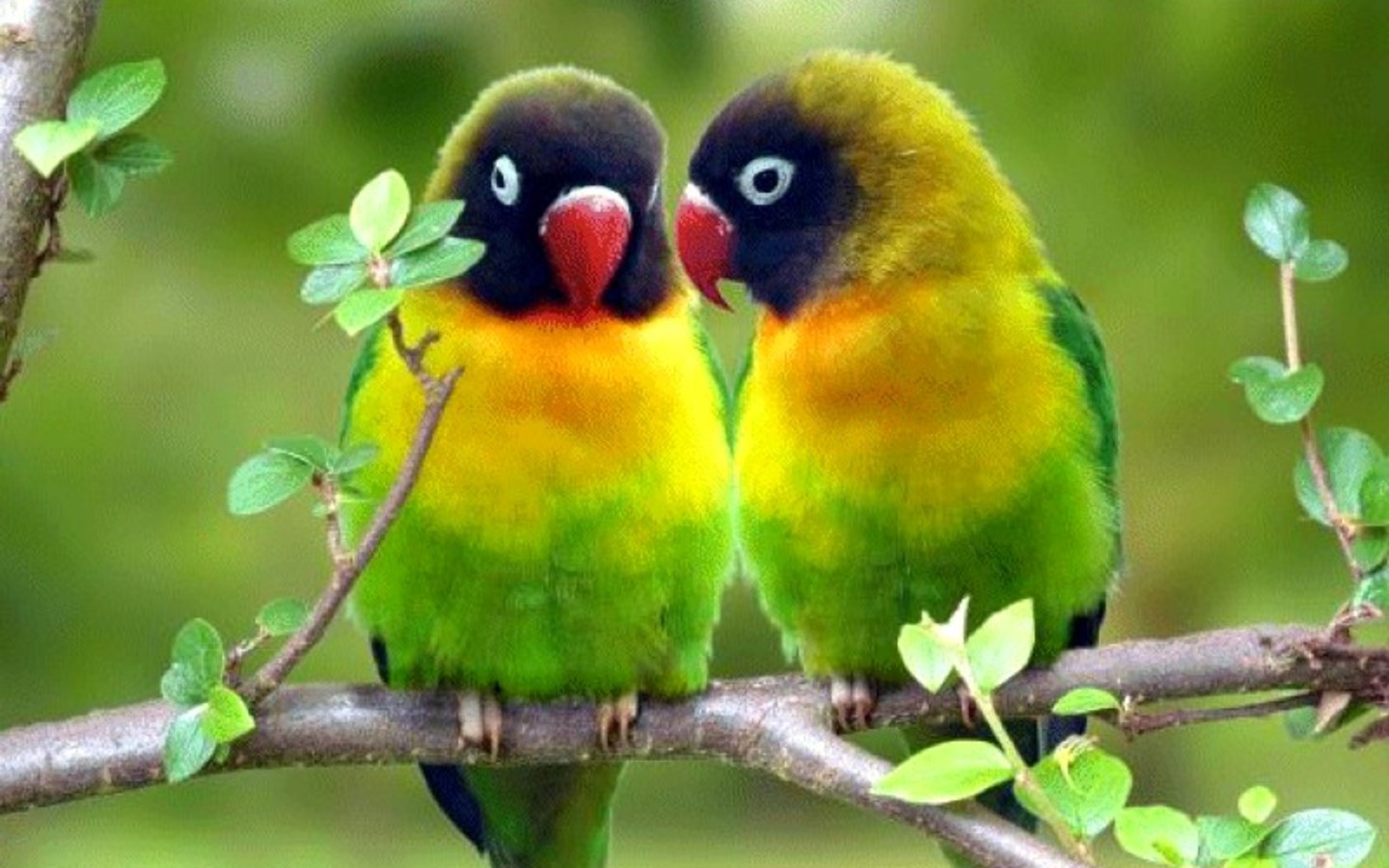 colorful parrot pictures dowload