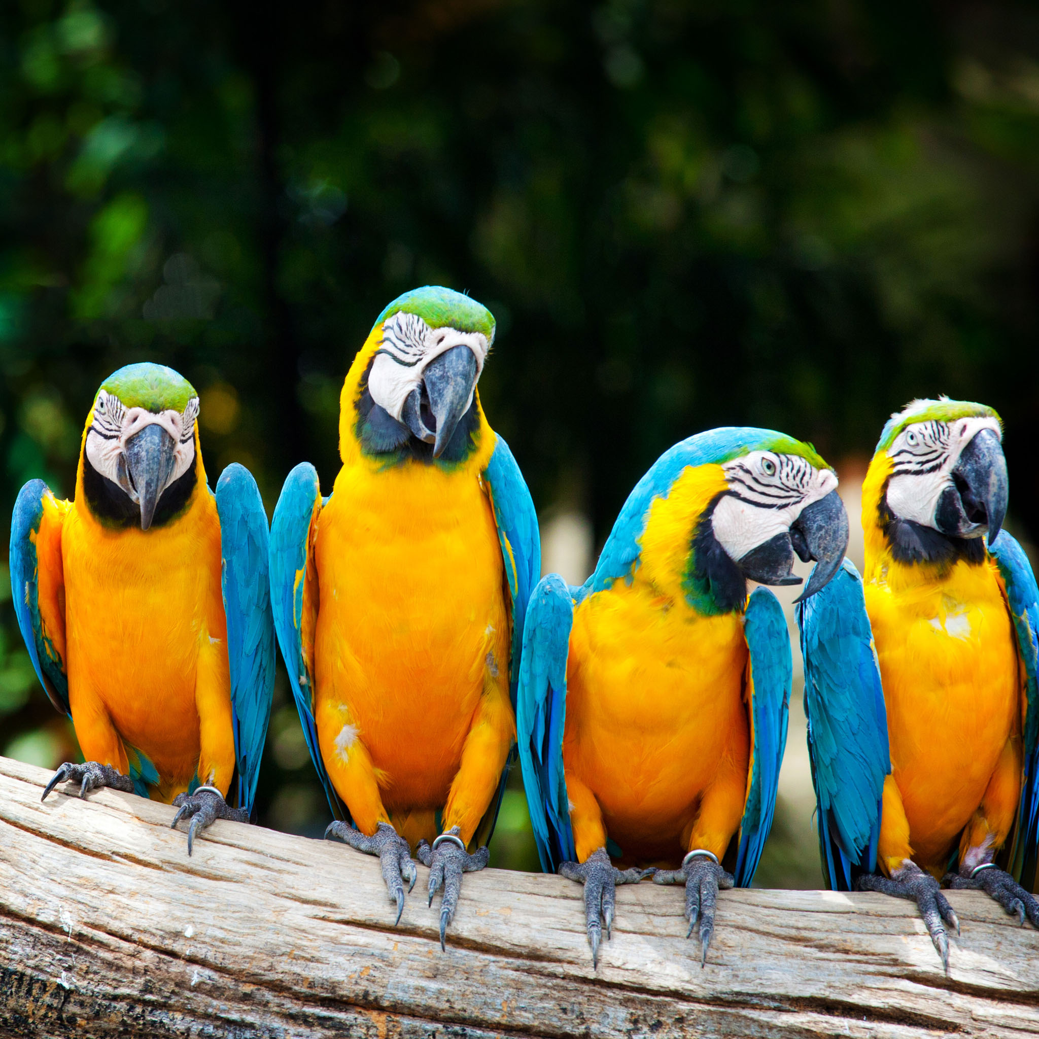 colorful parrots images