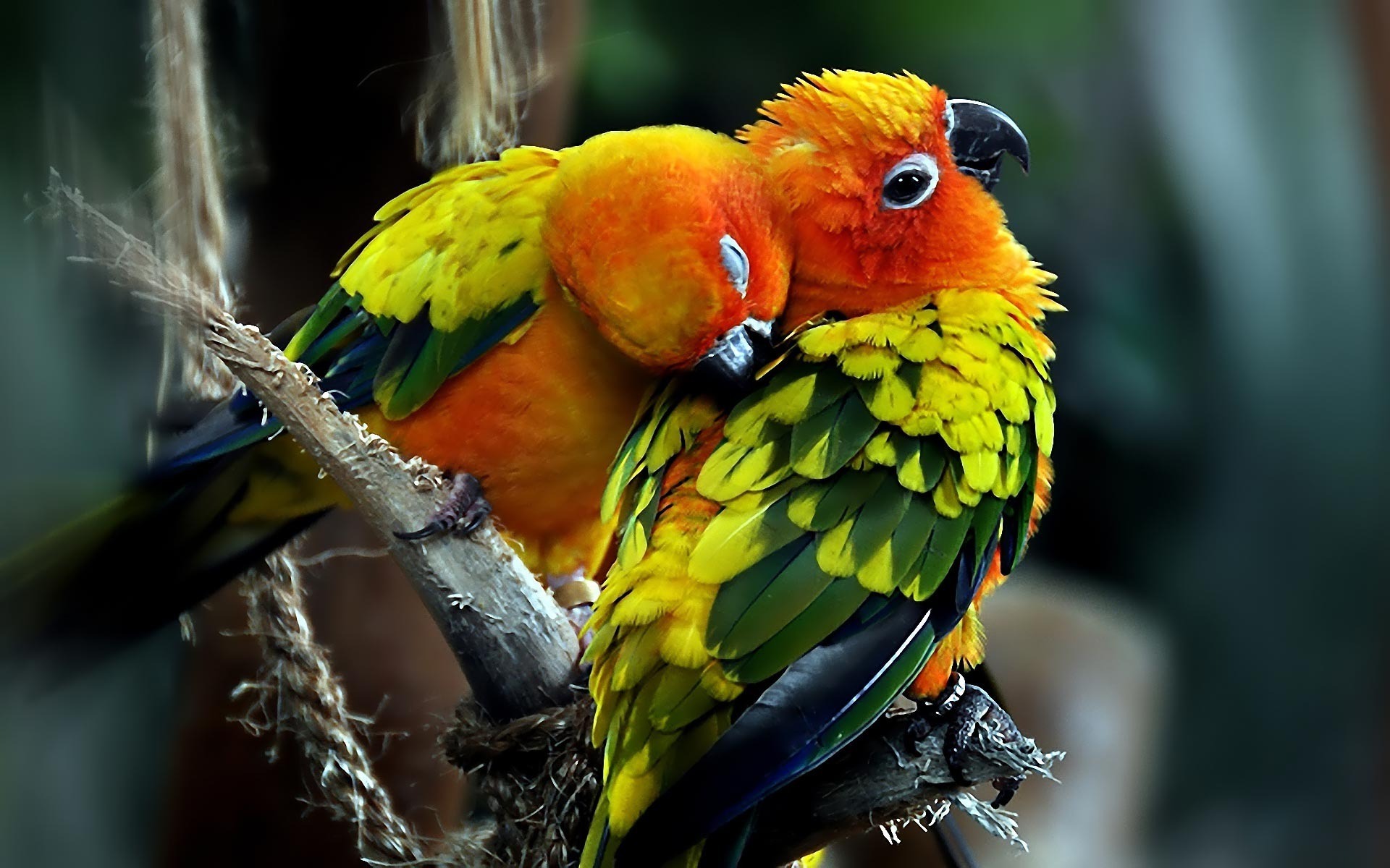 colorful parrots wcolorfulpaper