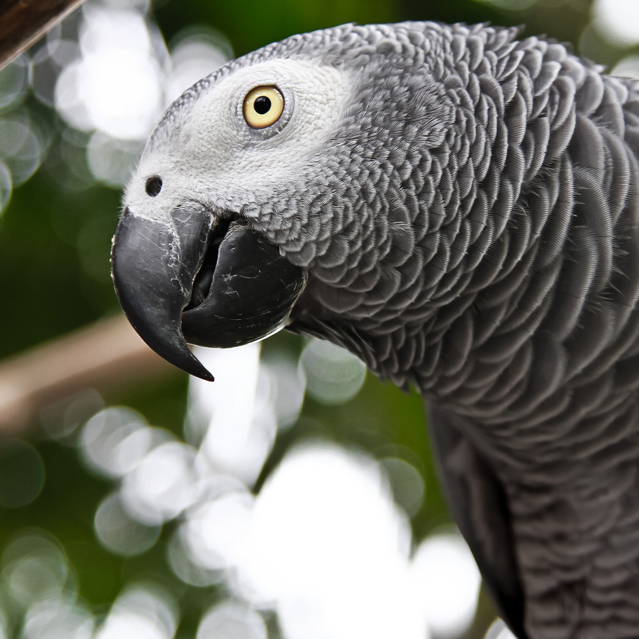 desktop african grey parrot images dowload