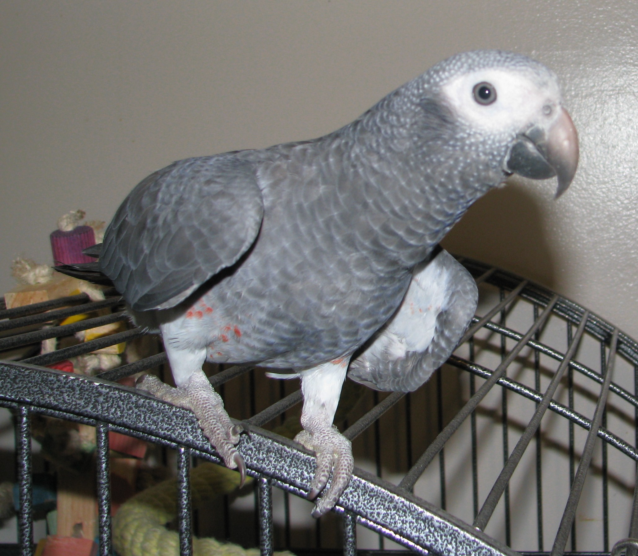 desktop african grey parrot images