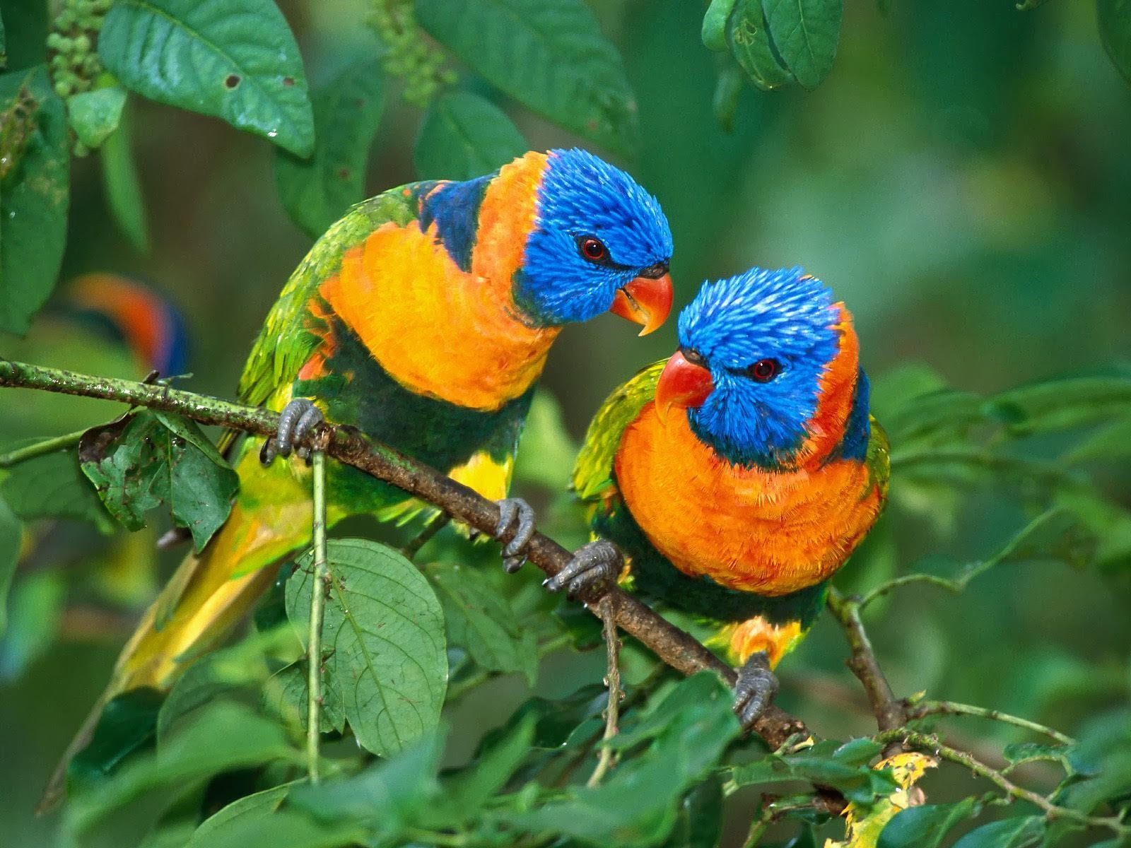 desktop african parrot images wallpaper