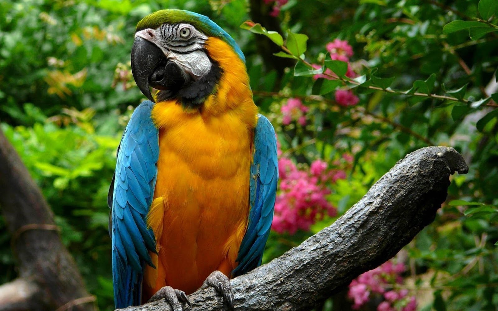 hd parrot beautiful pics