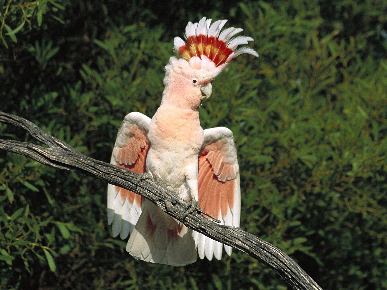 images parrot bird wallpaper