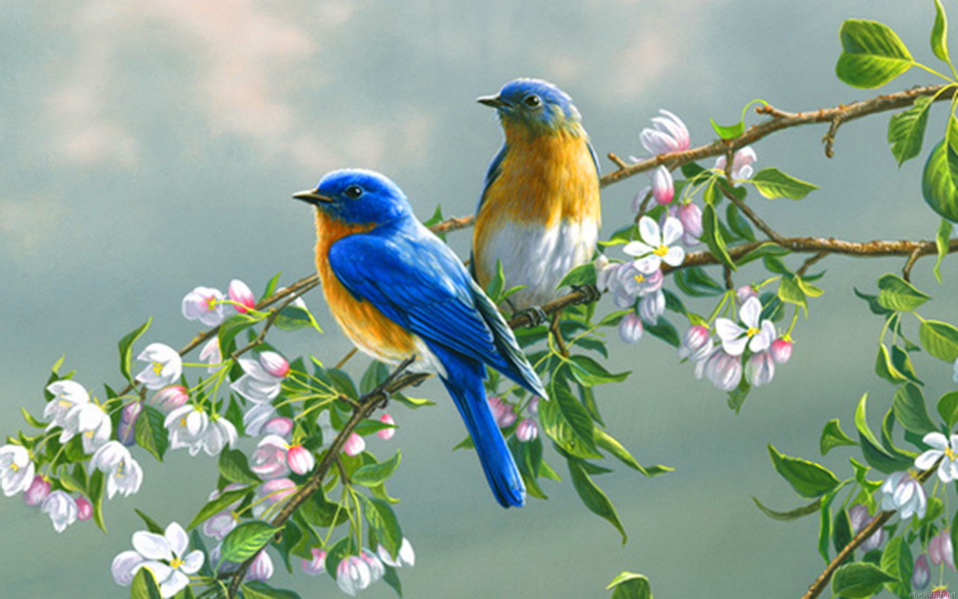 live bird wallpaper dowload