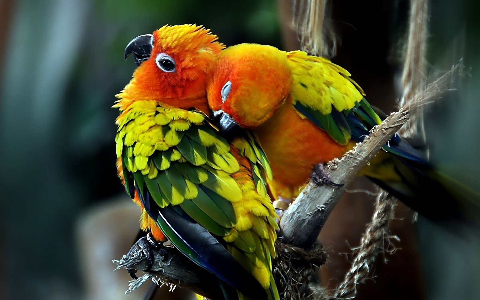 lovely parrot pics