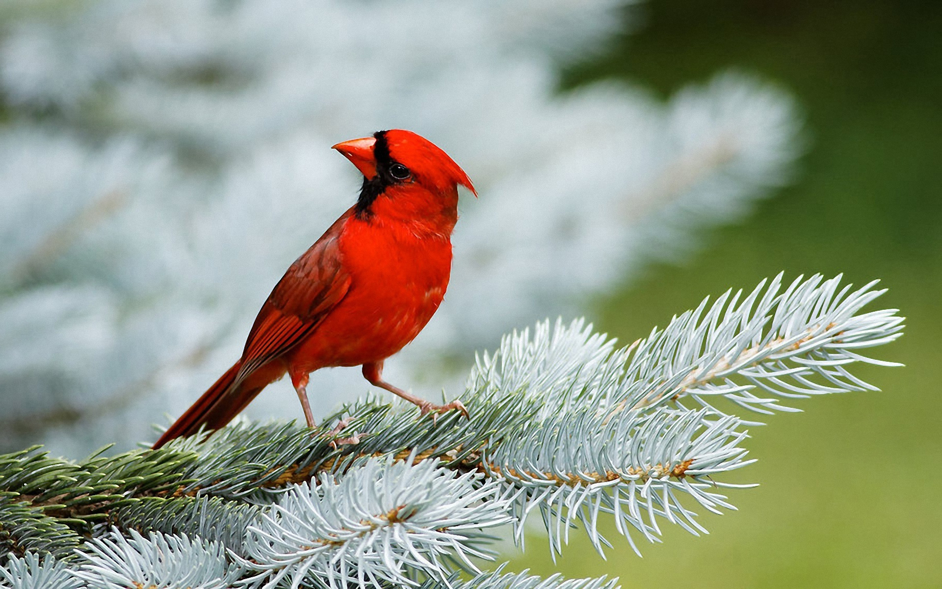 most colorful bird about birdswallpaper