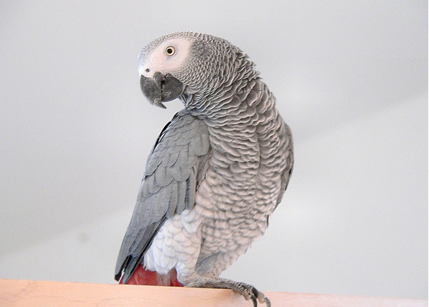 most colorful bird african grey parrot pics