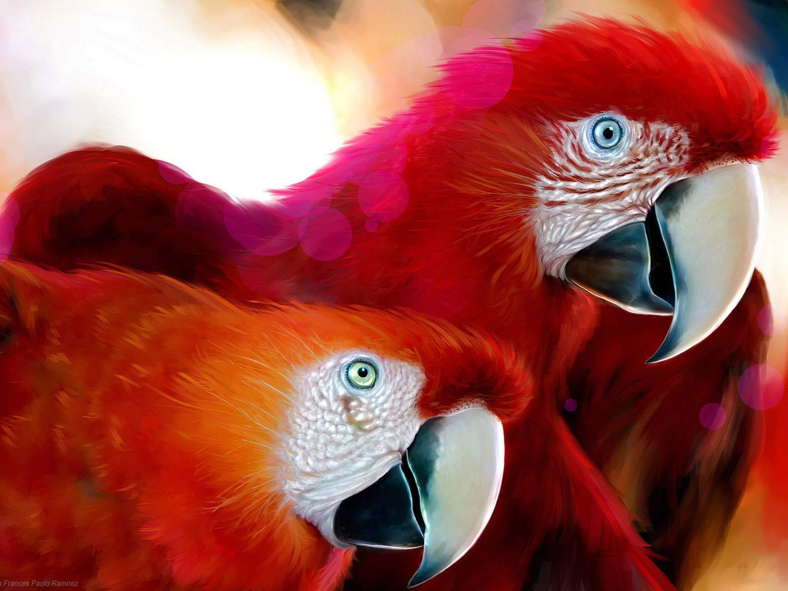 most colorful bird african parrots pics