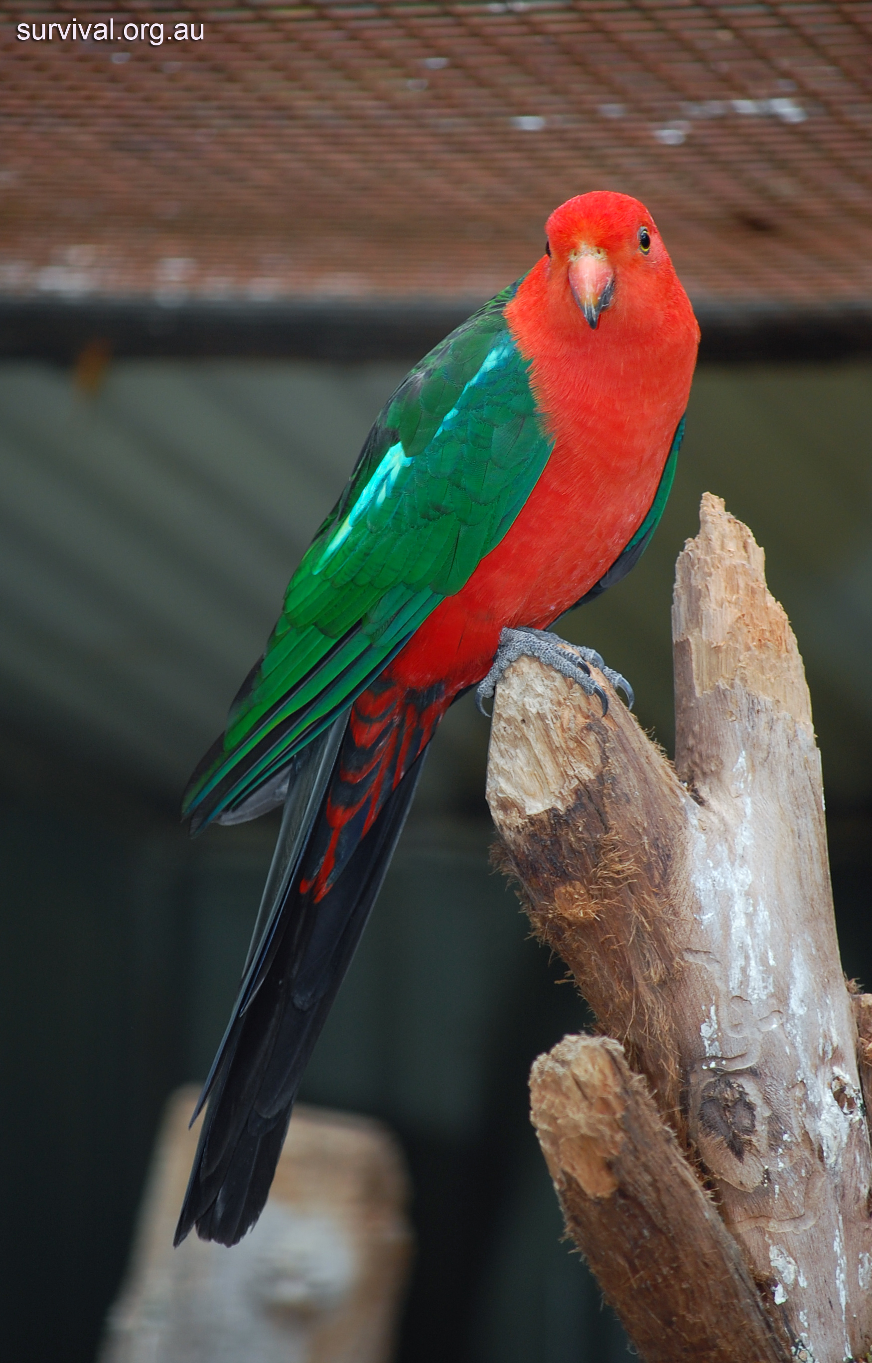 most colorful bird king parrot pics
