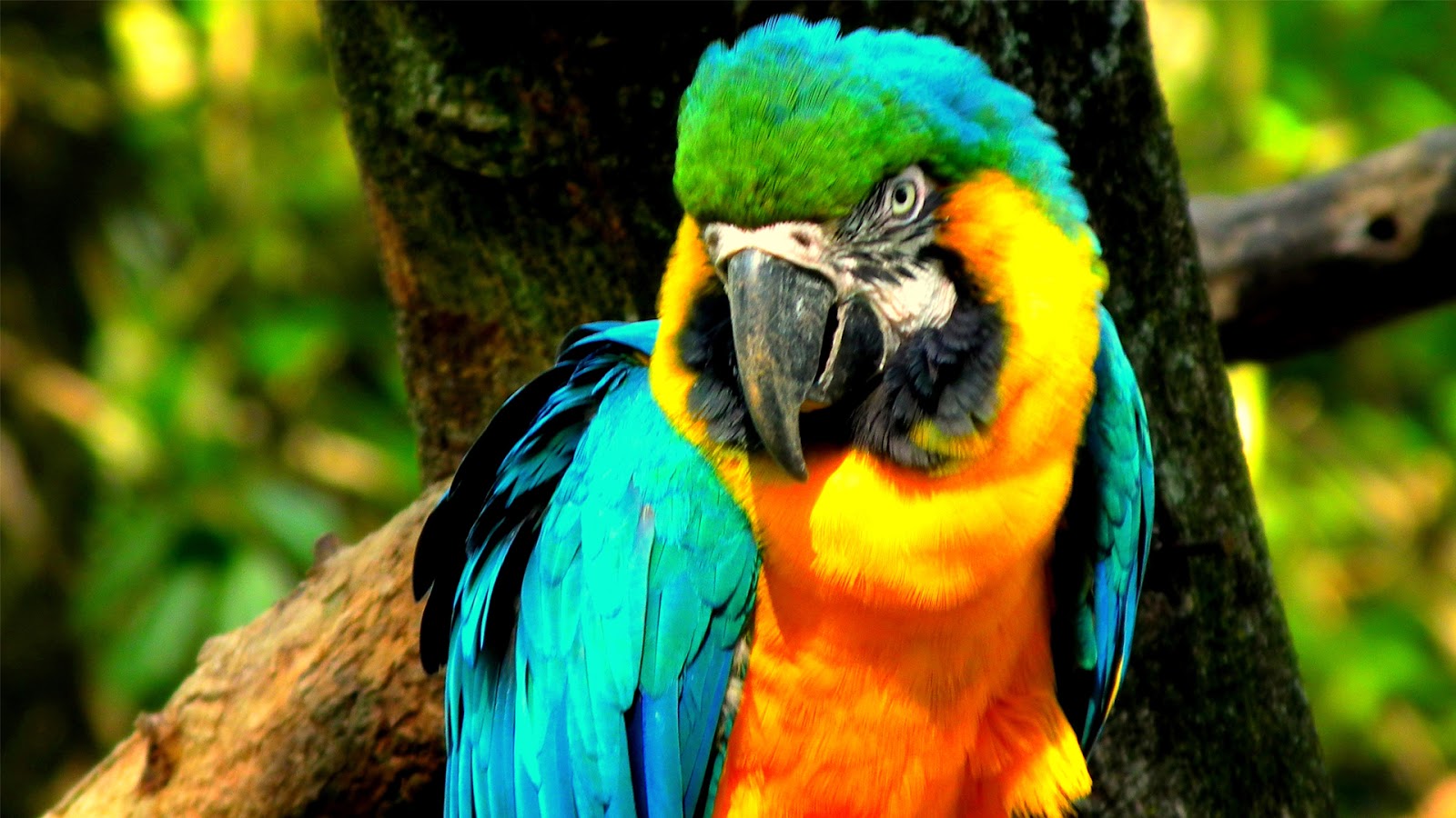 most colorful bird macaw parrot image dowload
