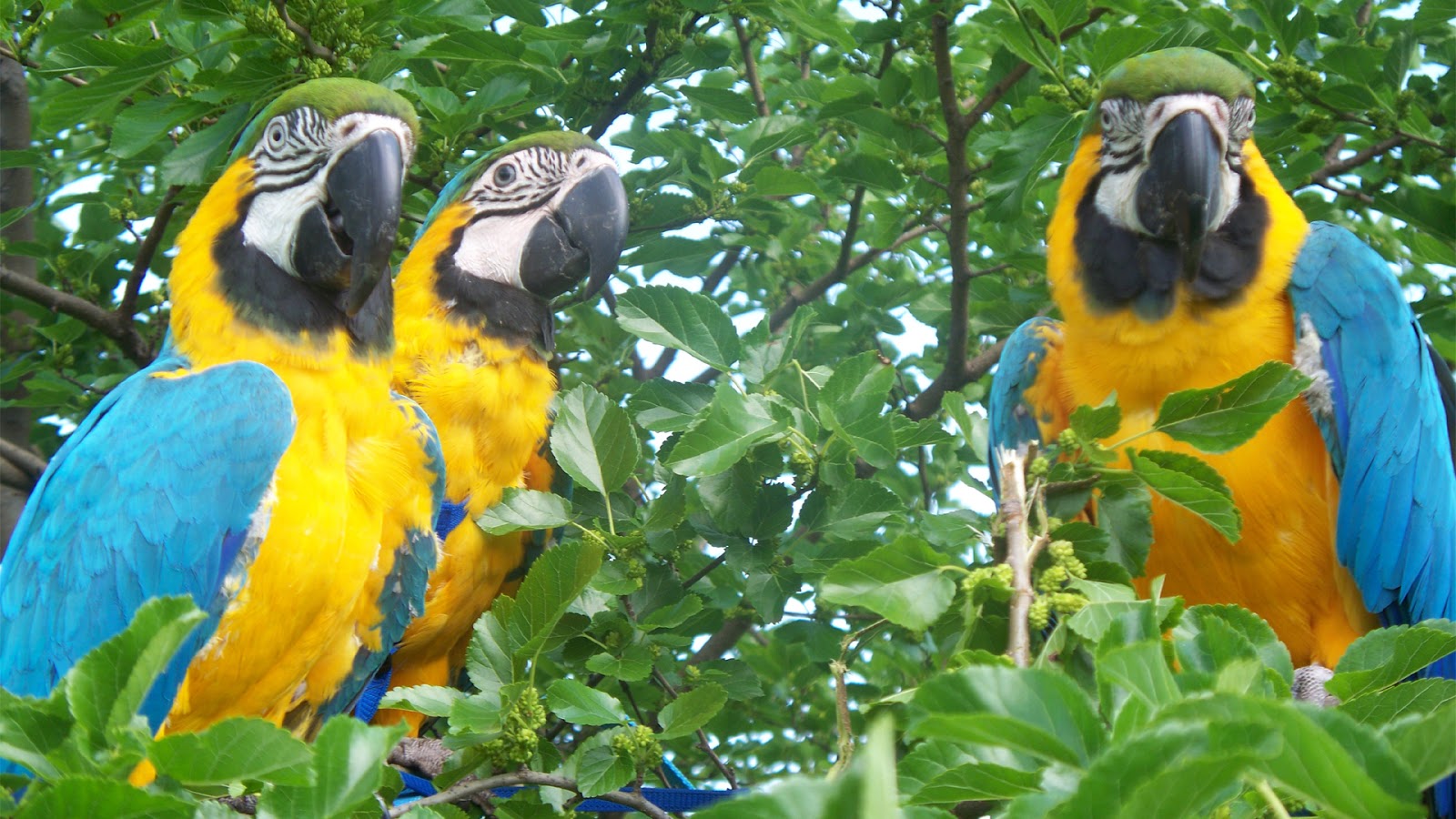 most colorful bird nice parrots pictures dowload