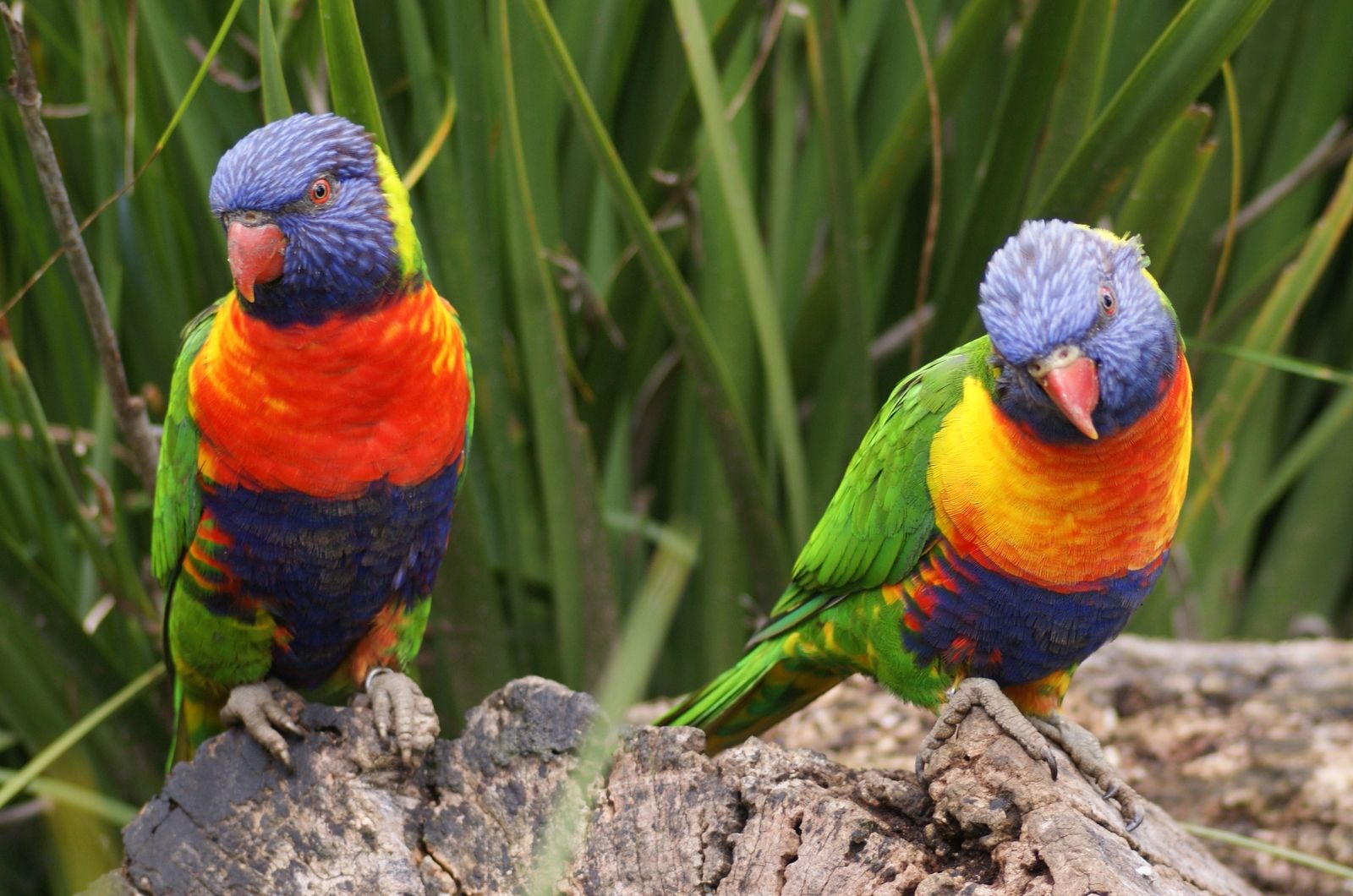 most colorful bird parrot bird images free