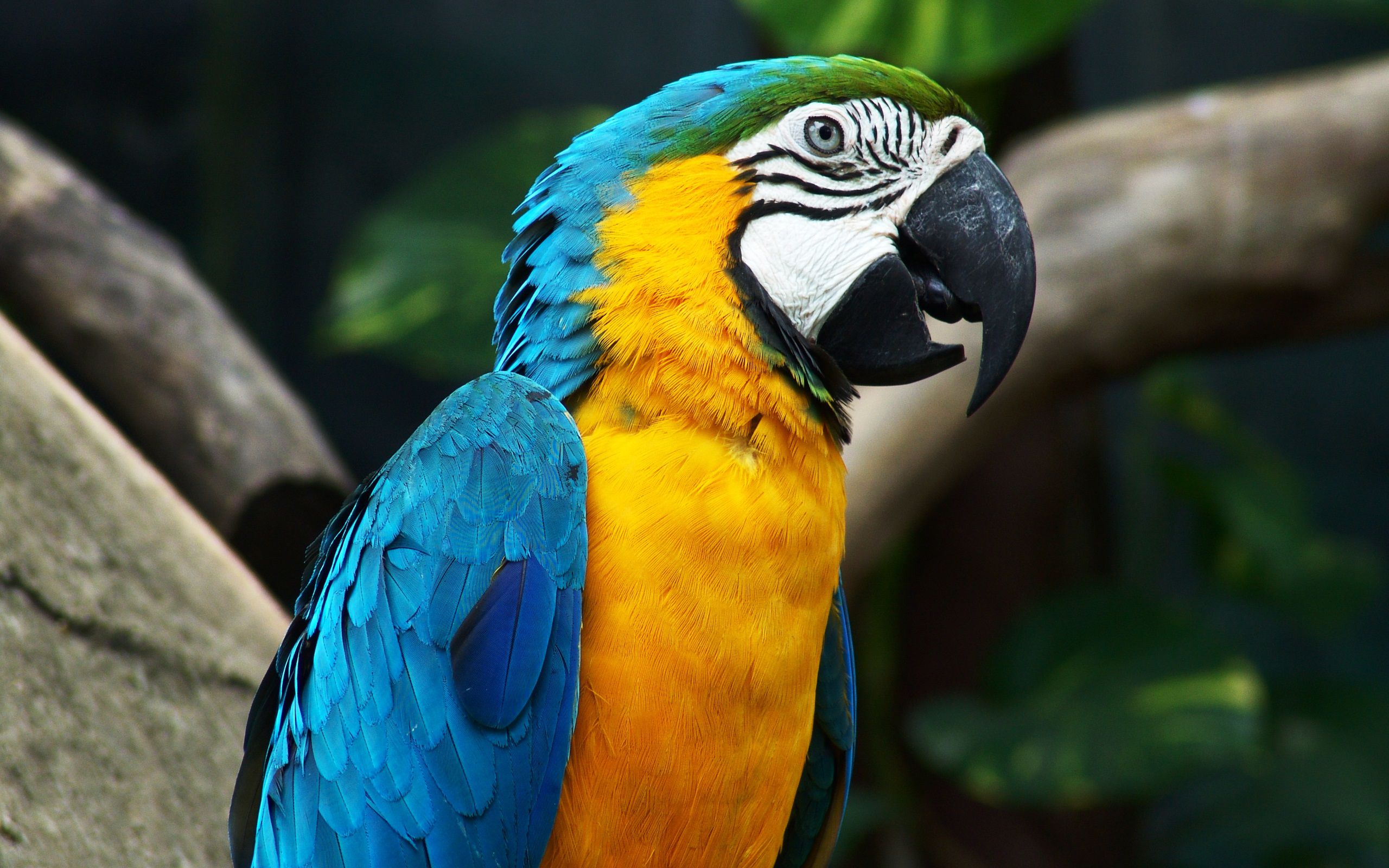 most colorful bird parrot bird pics