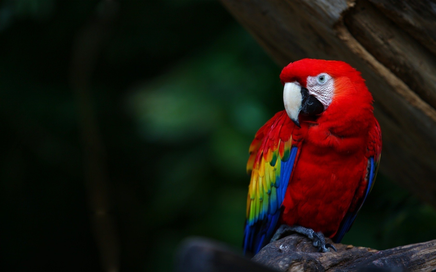 most colorful bird parrot birdwallpaper