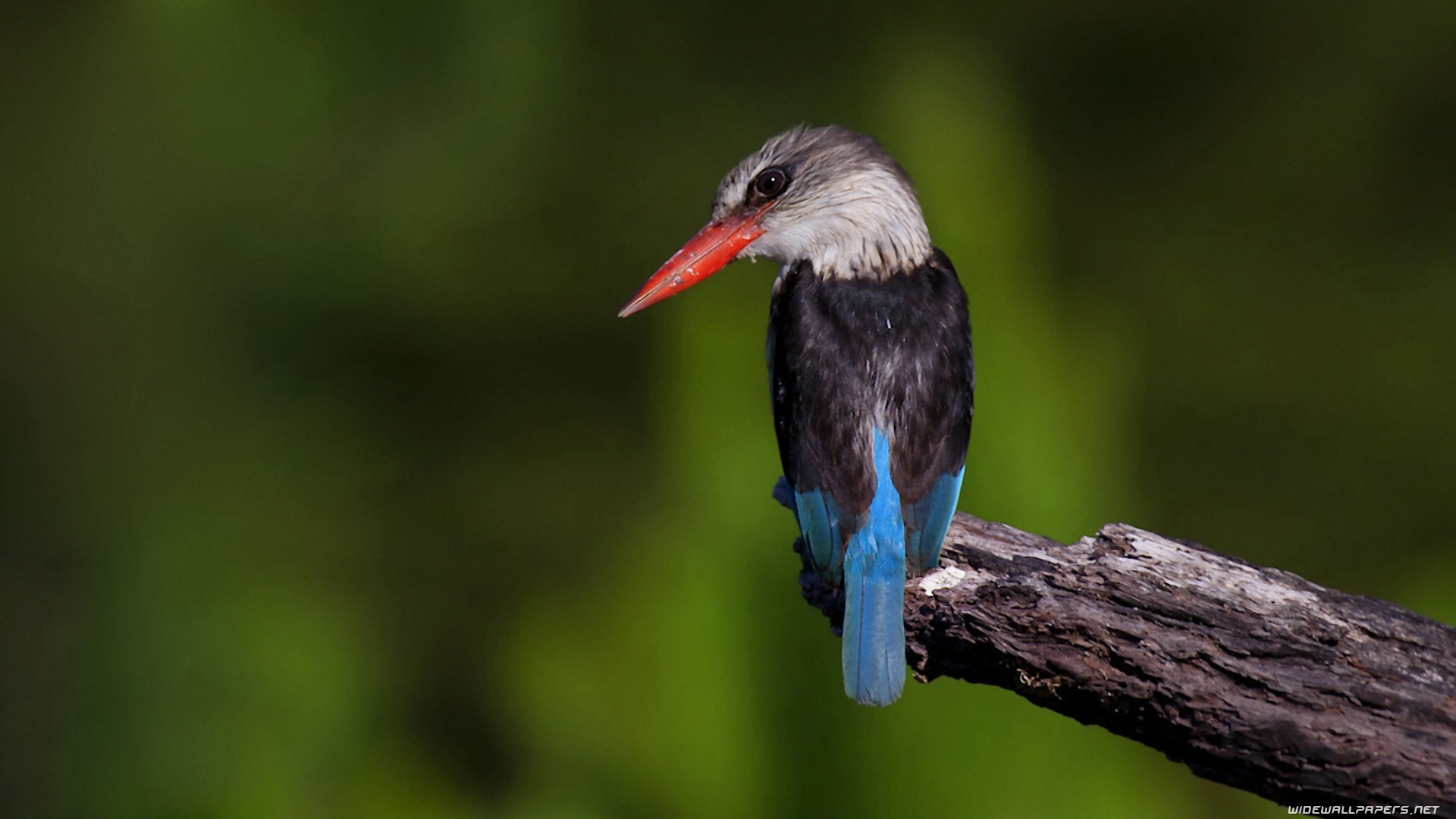 on birdswallpaper