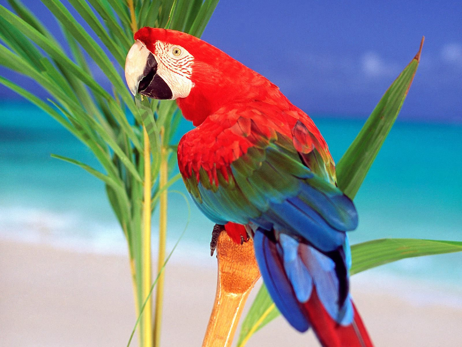 parrot bird hd wallpaper dowload