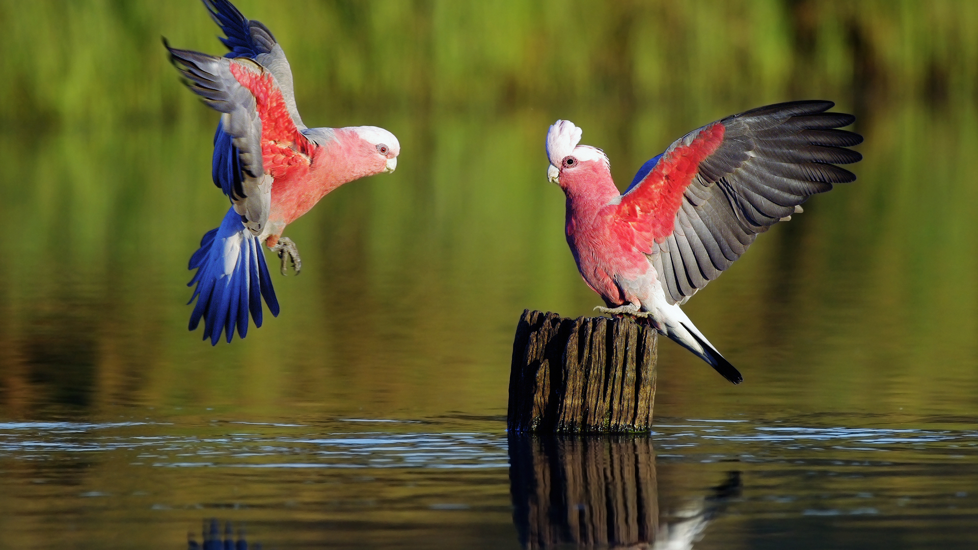 parrot birds photo dowload