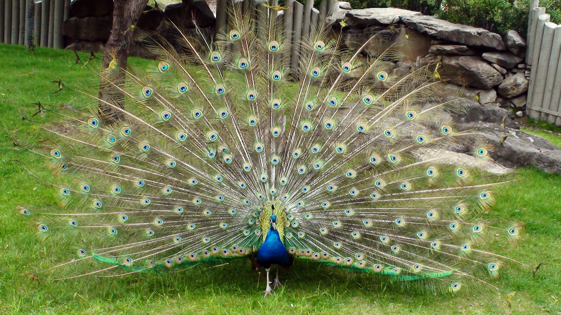 beautiful peacock bird image dowload