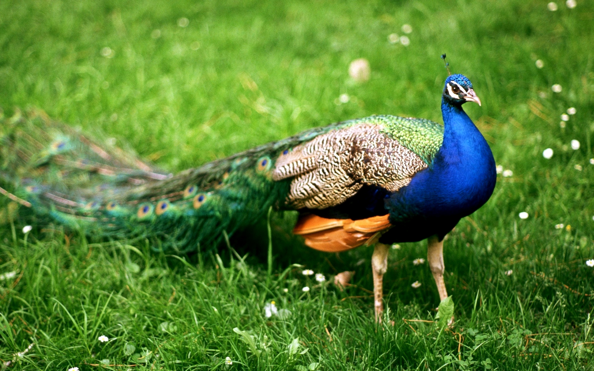 beautiful peacock bird pictures dowload
