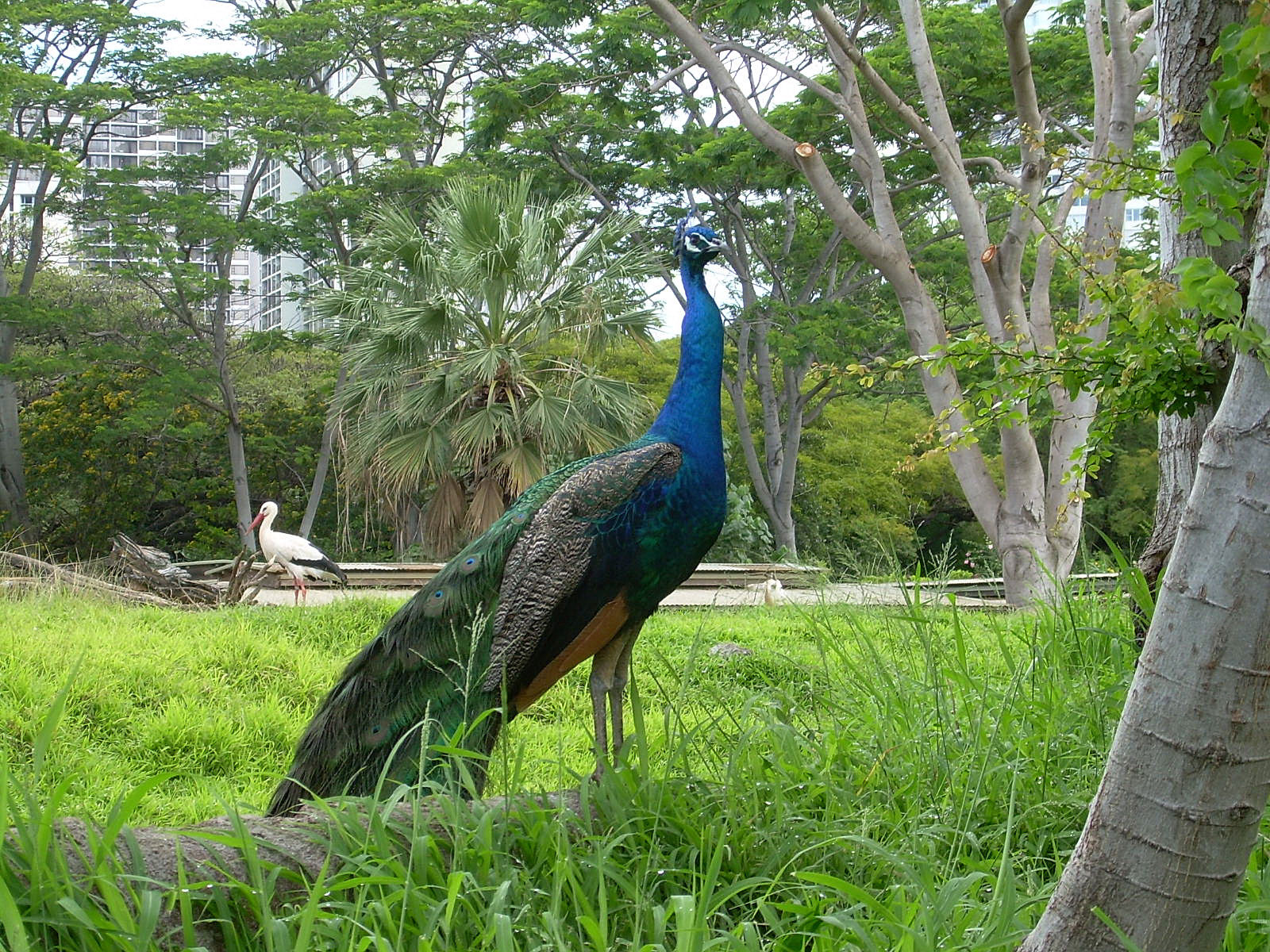 beautiful peacock birds pics