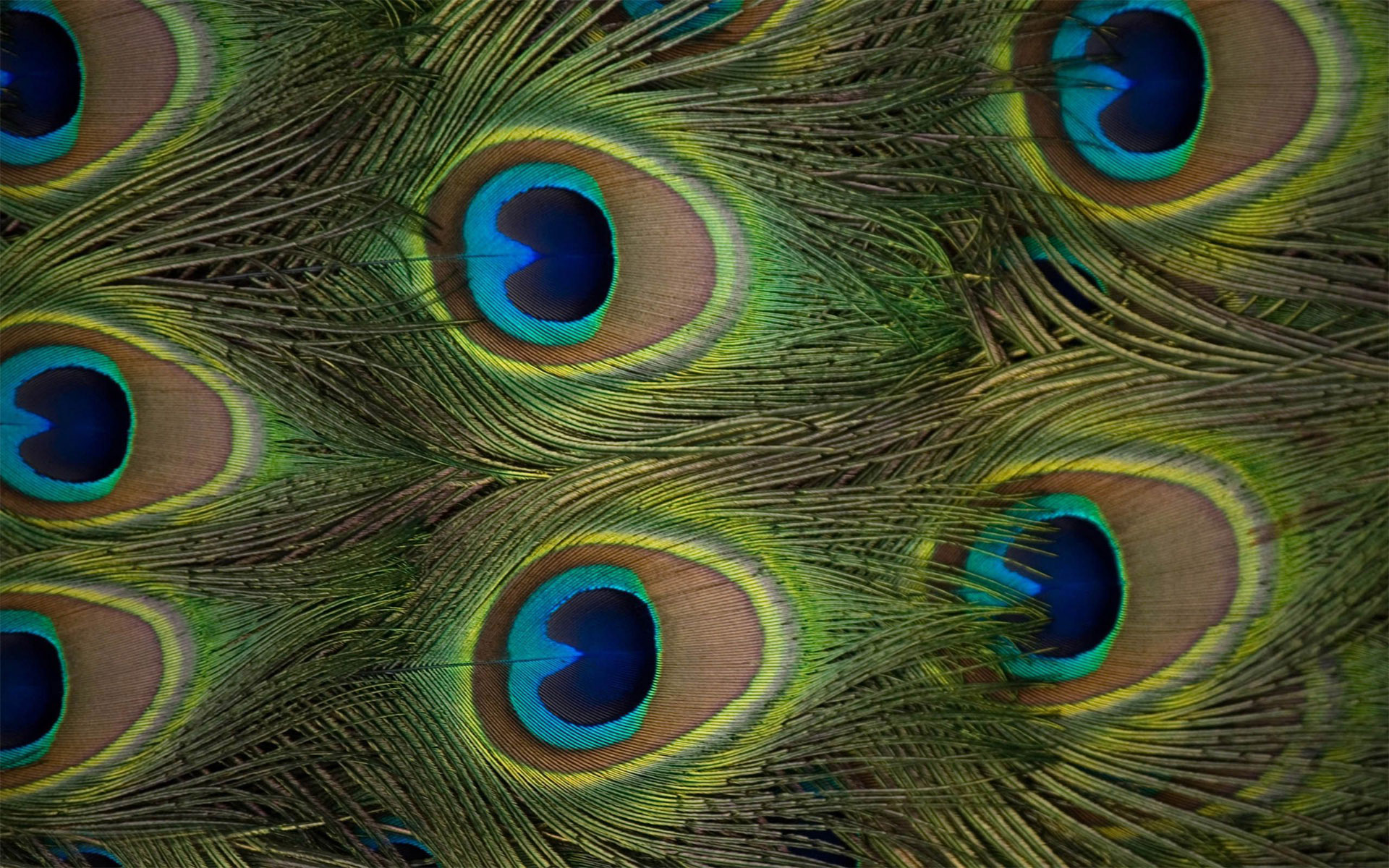 beautiful peacock feather bird pics free wallpaper