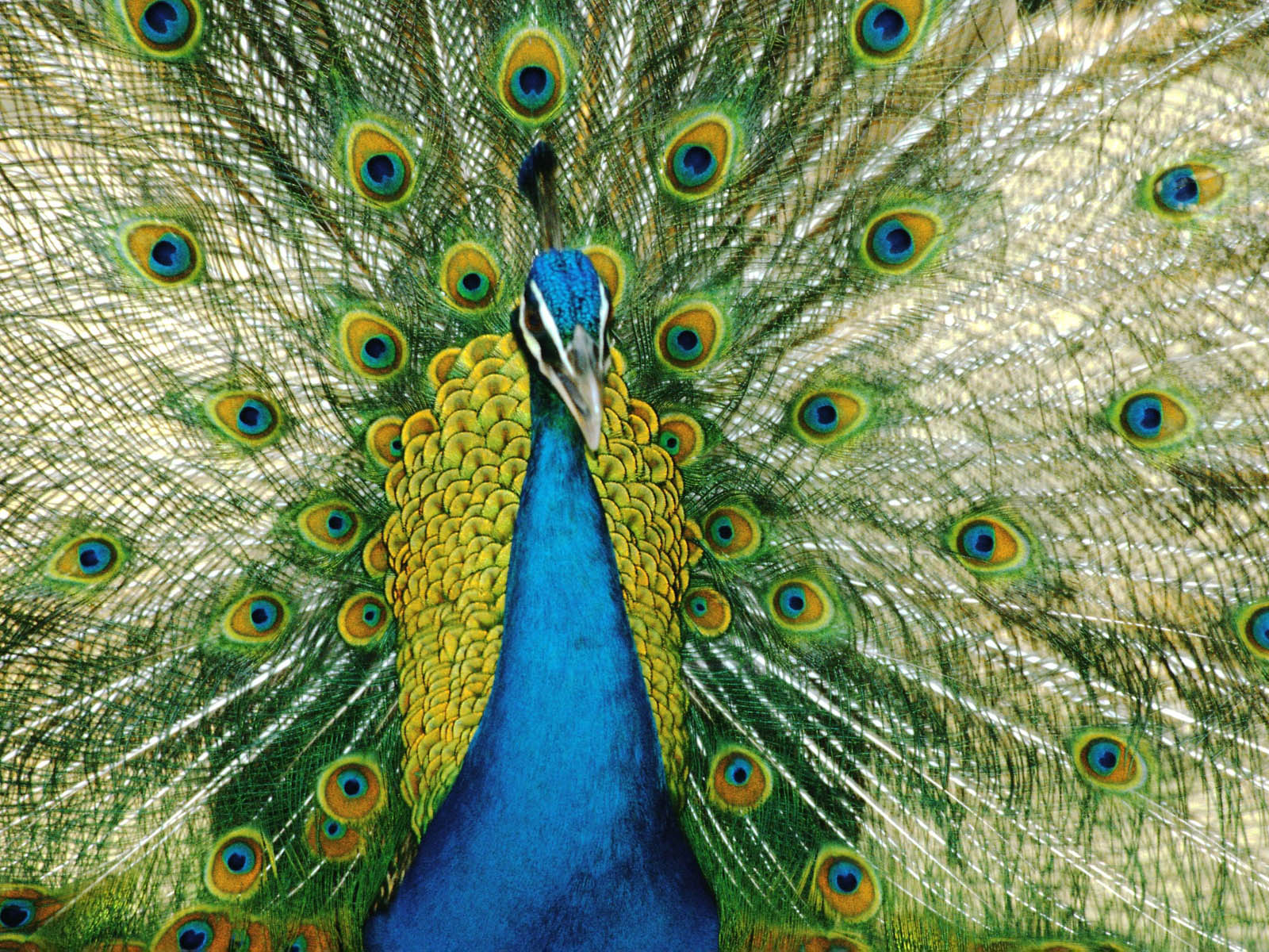 beautiful peacock feather bird pics