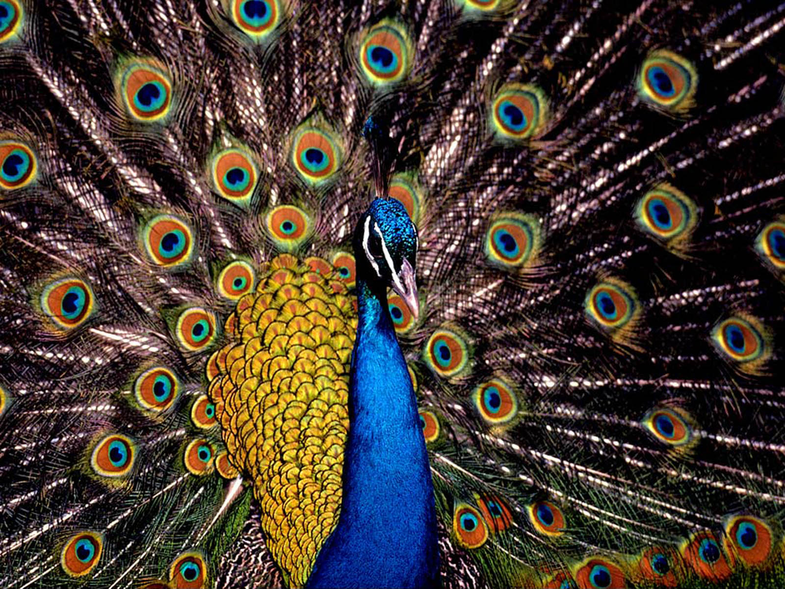 beautiful peacock feather birds pictures wallpaper