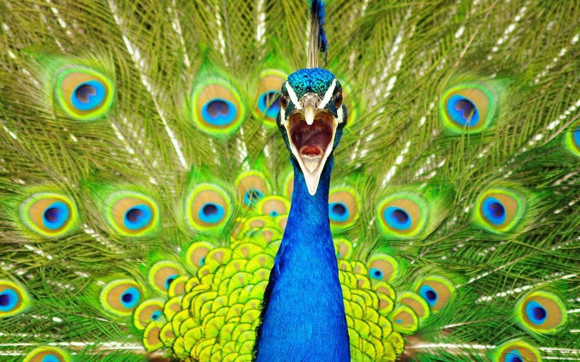 beautiful peacock feather hd bird photos