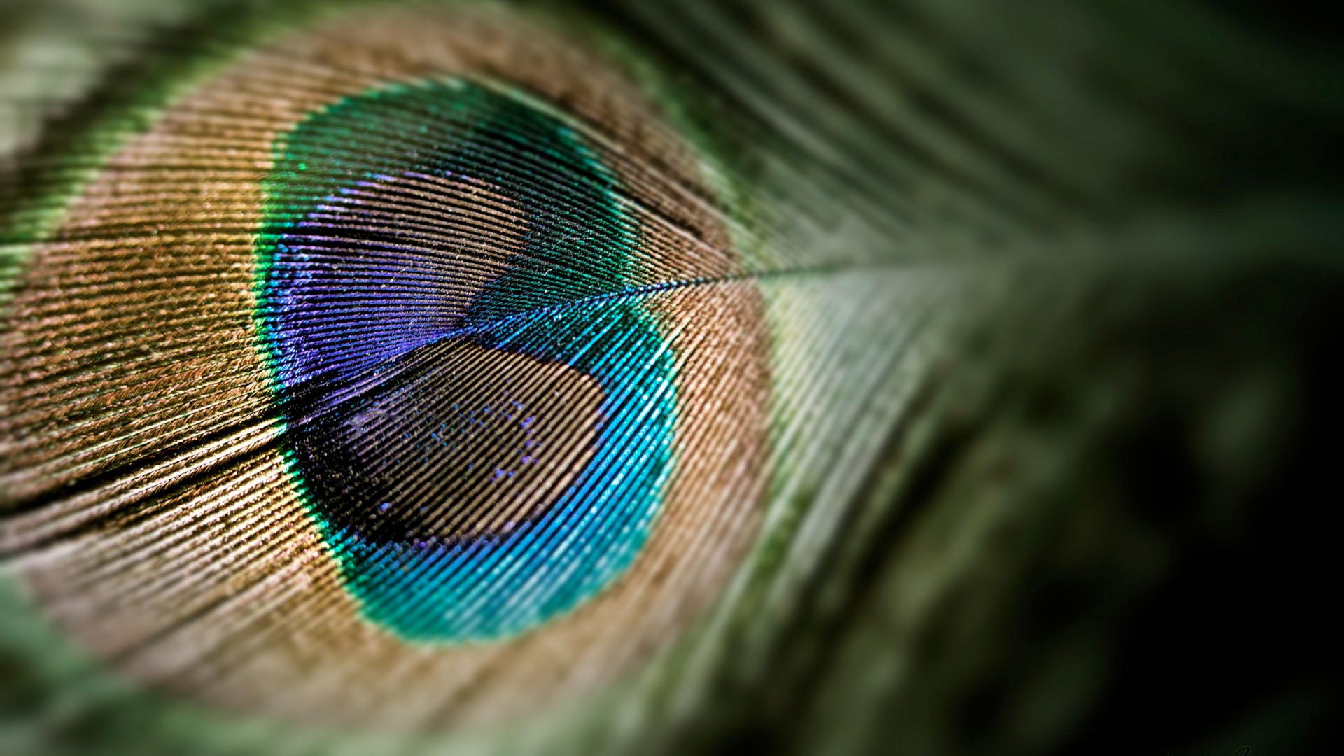 beautiful peacock feather images of bird wallpaper