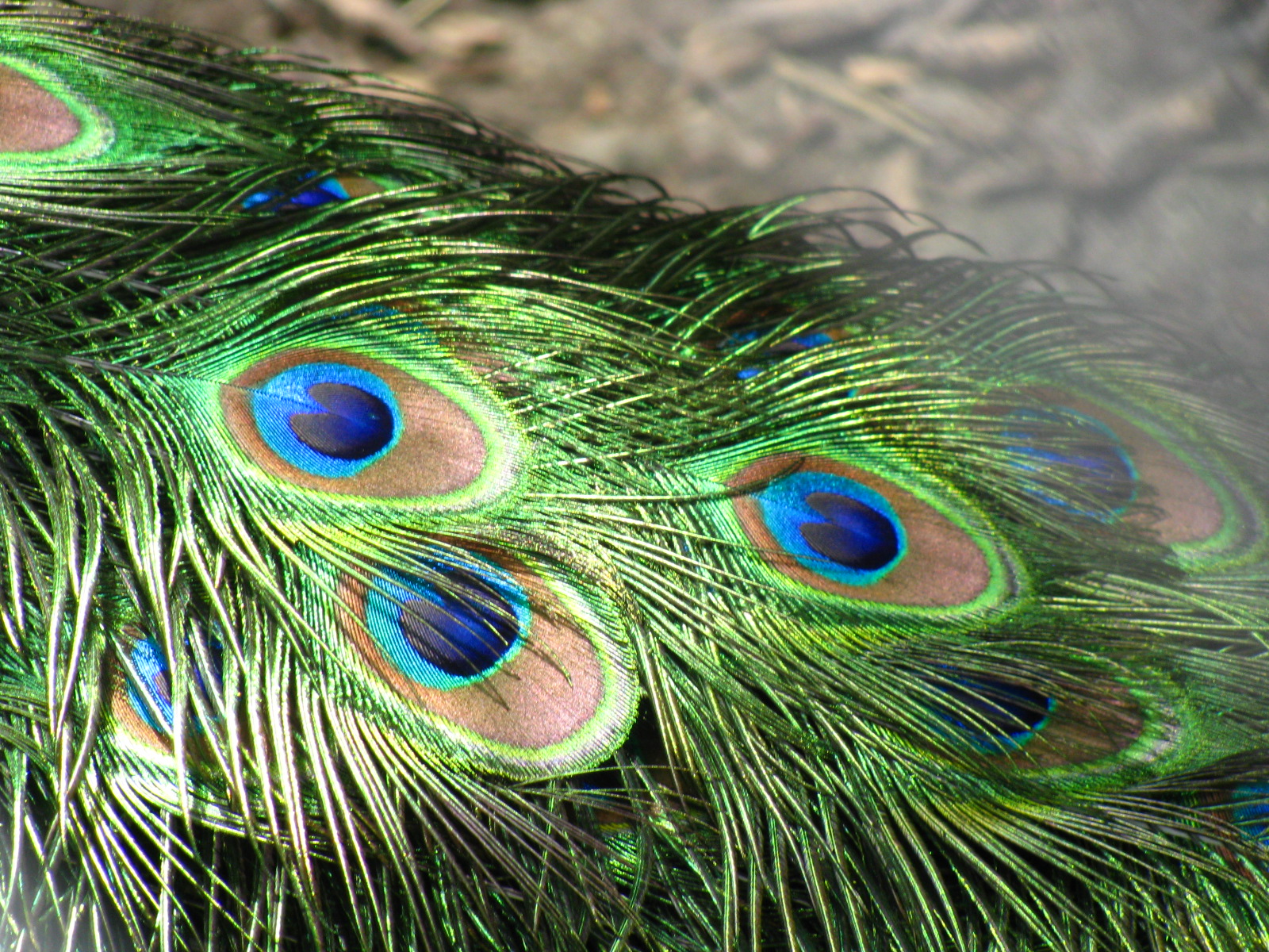 beautiful peacock feather pics bird