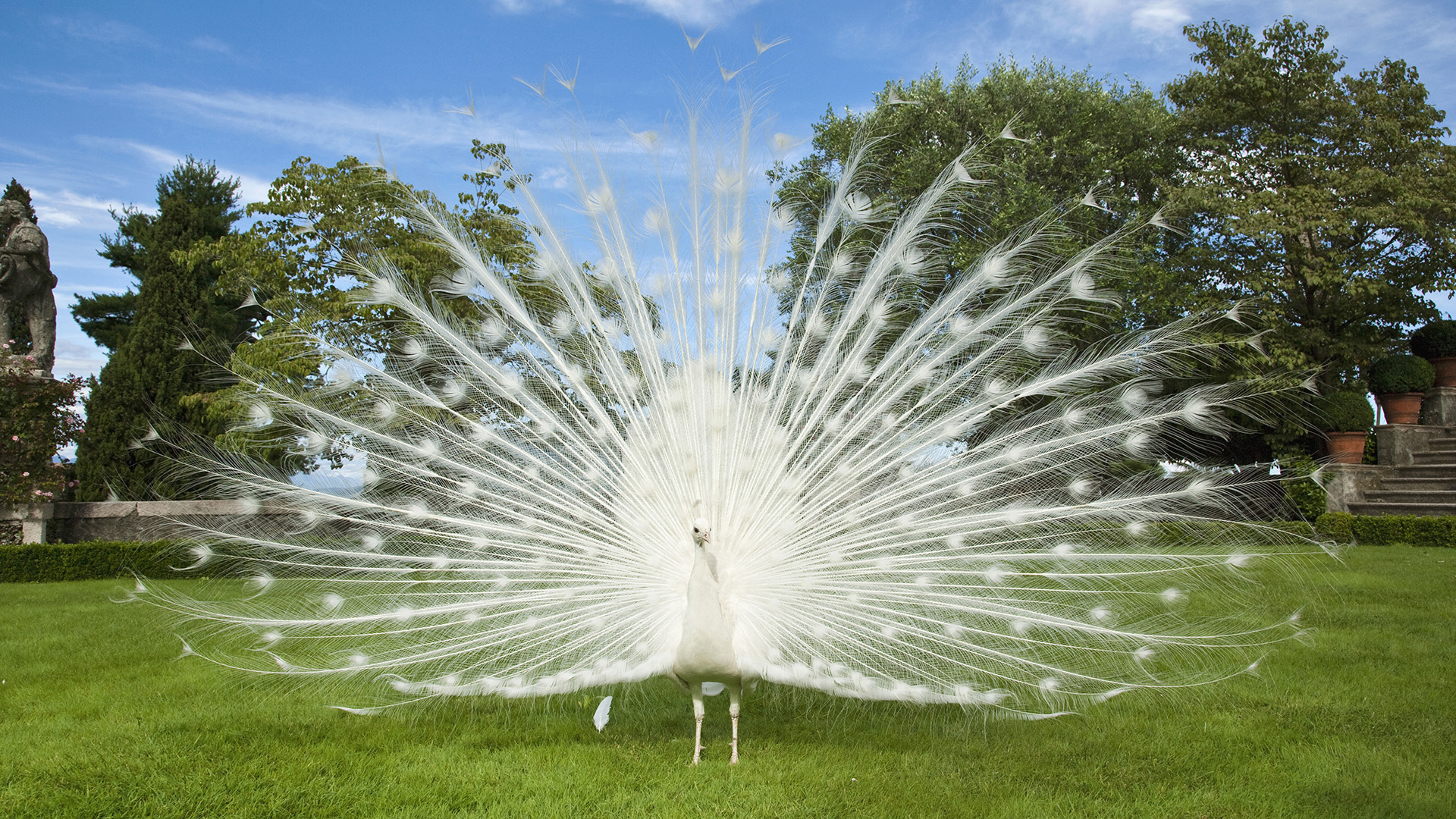 beautiful peacock hd peacock bird pictures gallery